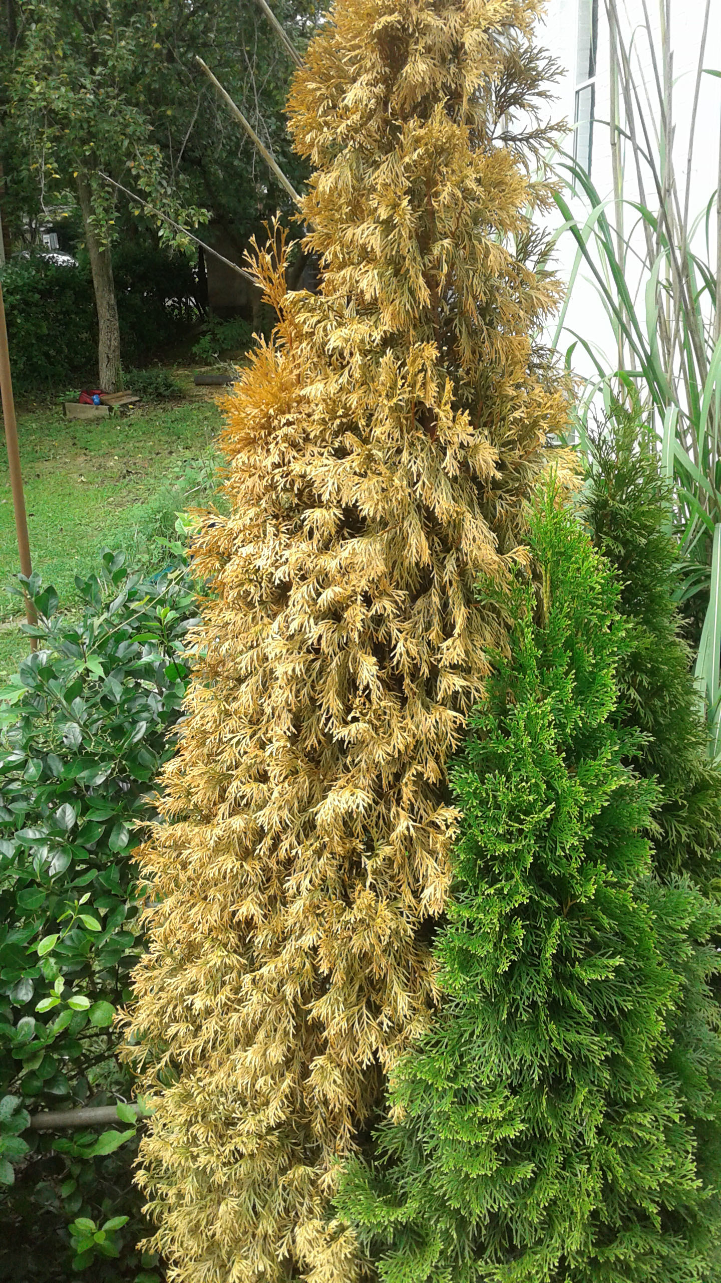 Does Neem Oil Hurt Ladybugs - Does Neem Oil Kill Bees And Butterflies