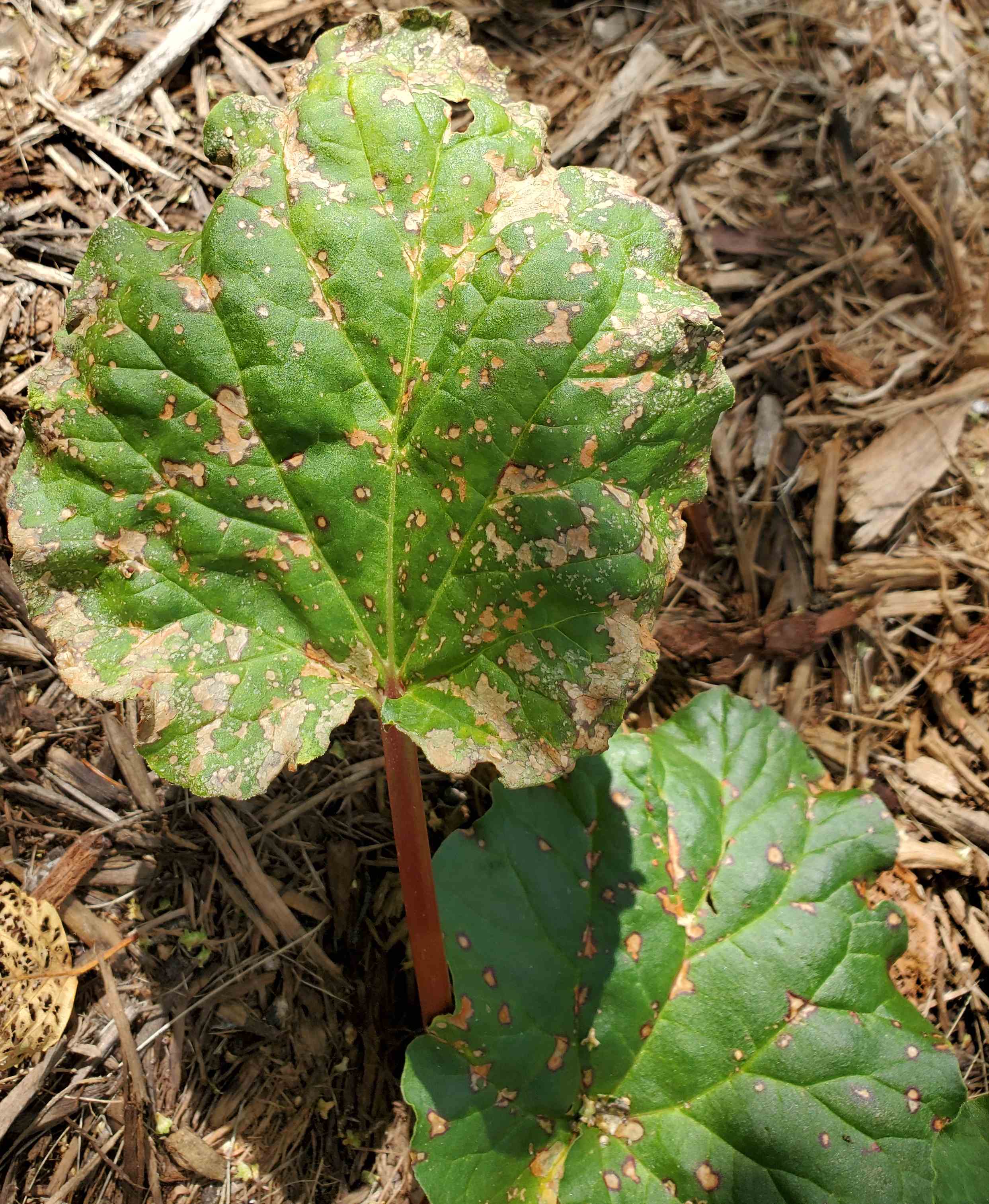 rhubarb-leaf-damage-666647-ask-extension