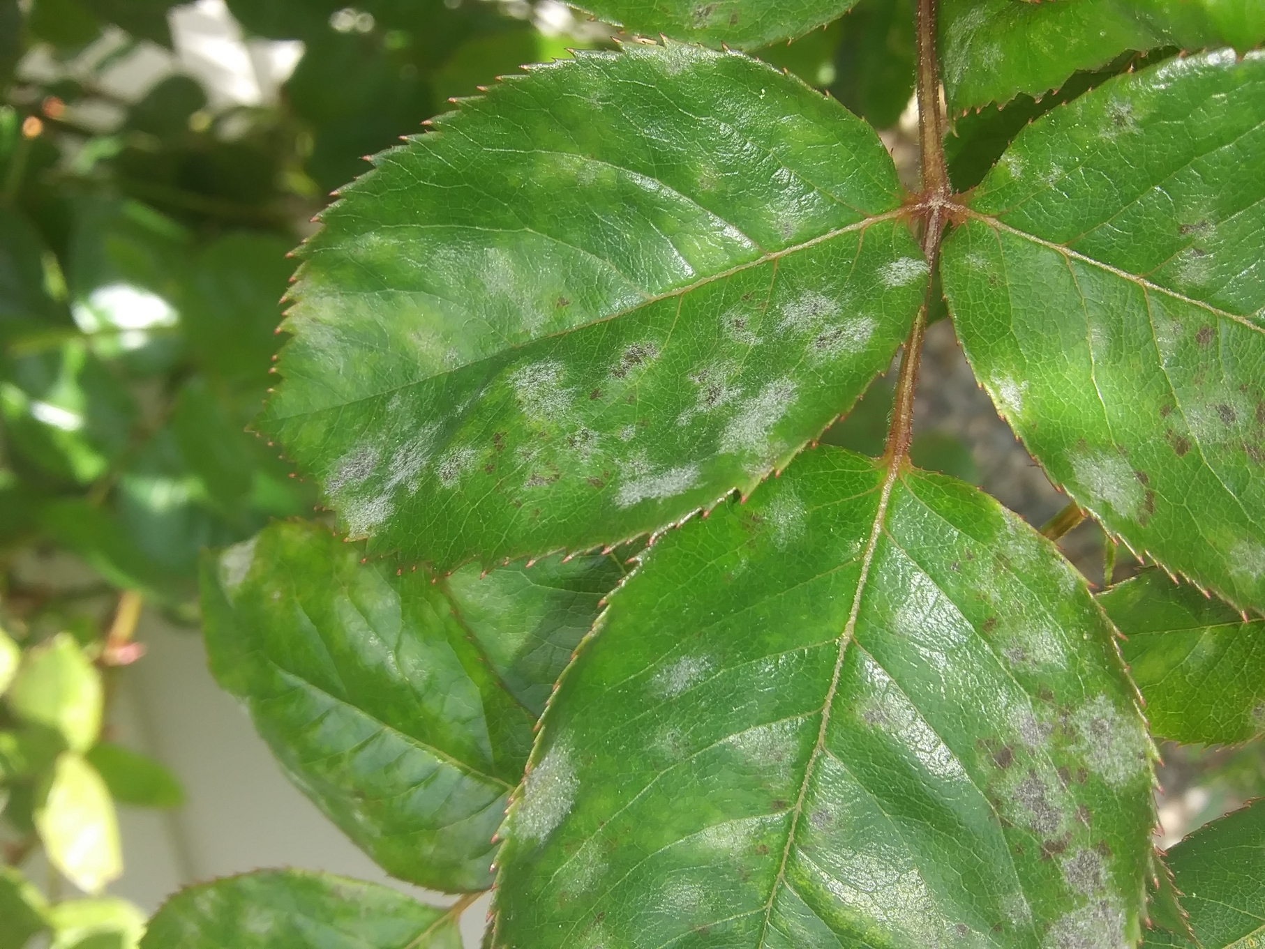 spots on rose leaves #636614 - Ask Extension