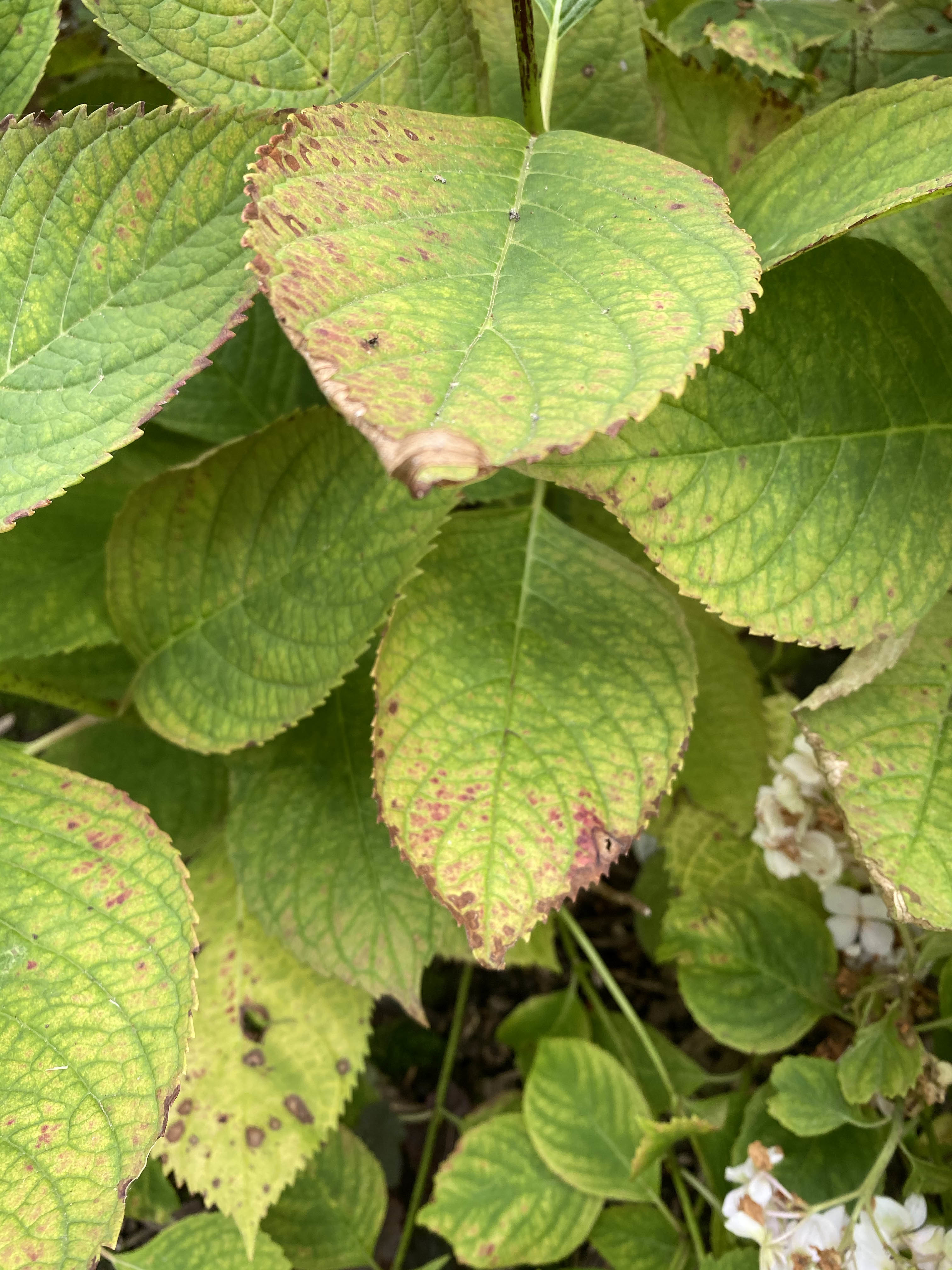 hydrangea-disease-665030-ask-extension