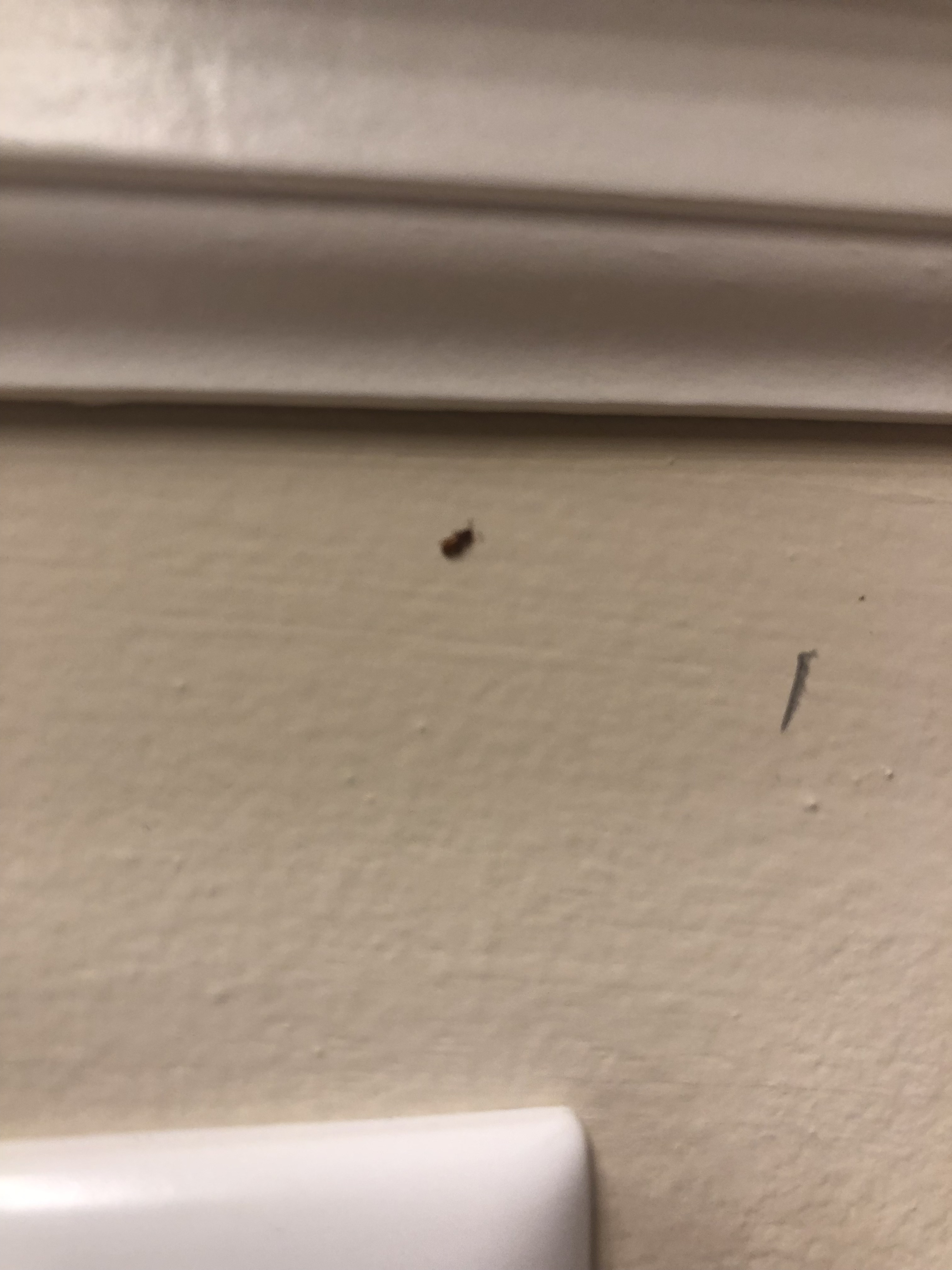 What Are These Tiny Brown Flying Bugs In My House | Psoriasisguru.com