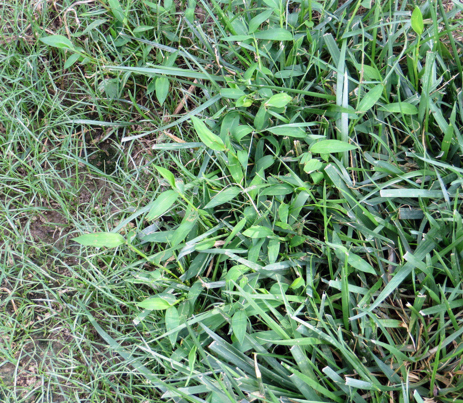 I need to know what type of weed/grass this is #577117 - Ask Extension