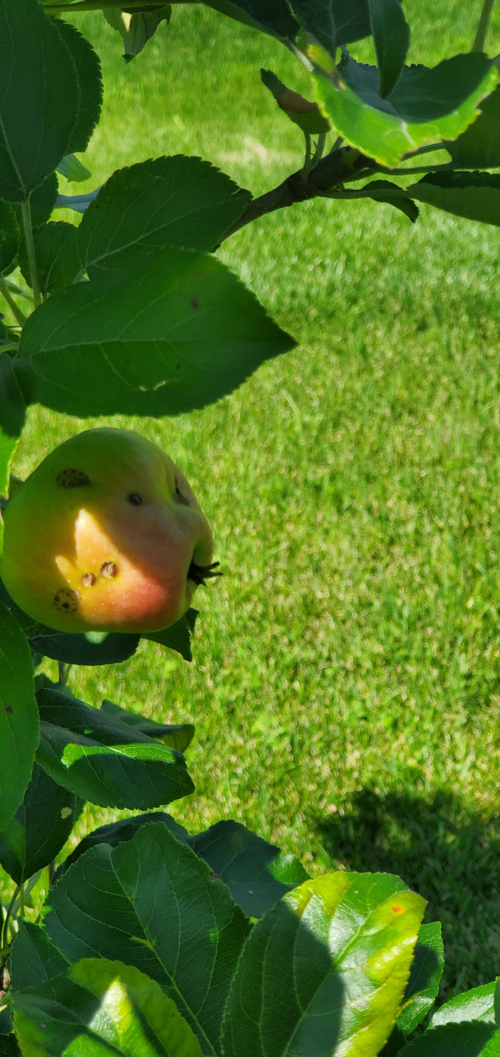 Are these apples safe to eat? #590949 - Ask Extension