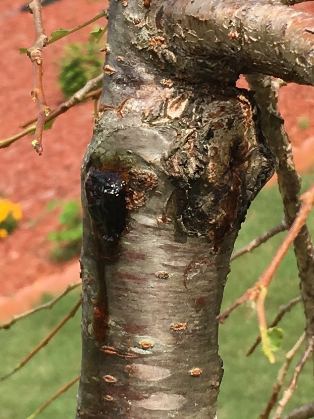 is-my-weeping-cherry-tree-dying-573652-ask-extension