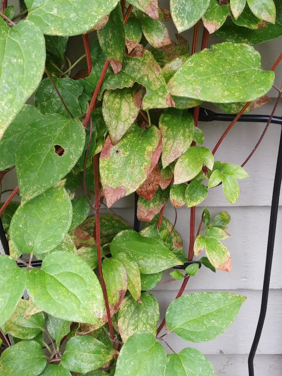 Clematis leaves are starting to blotch #647867 - Ask Extension