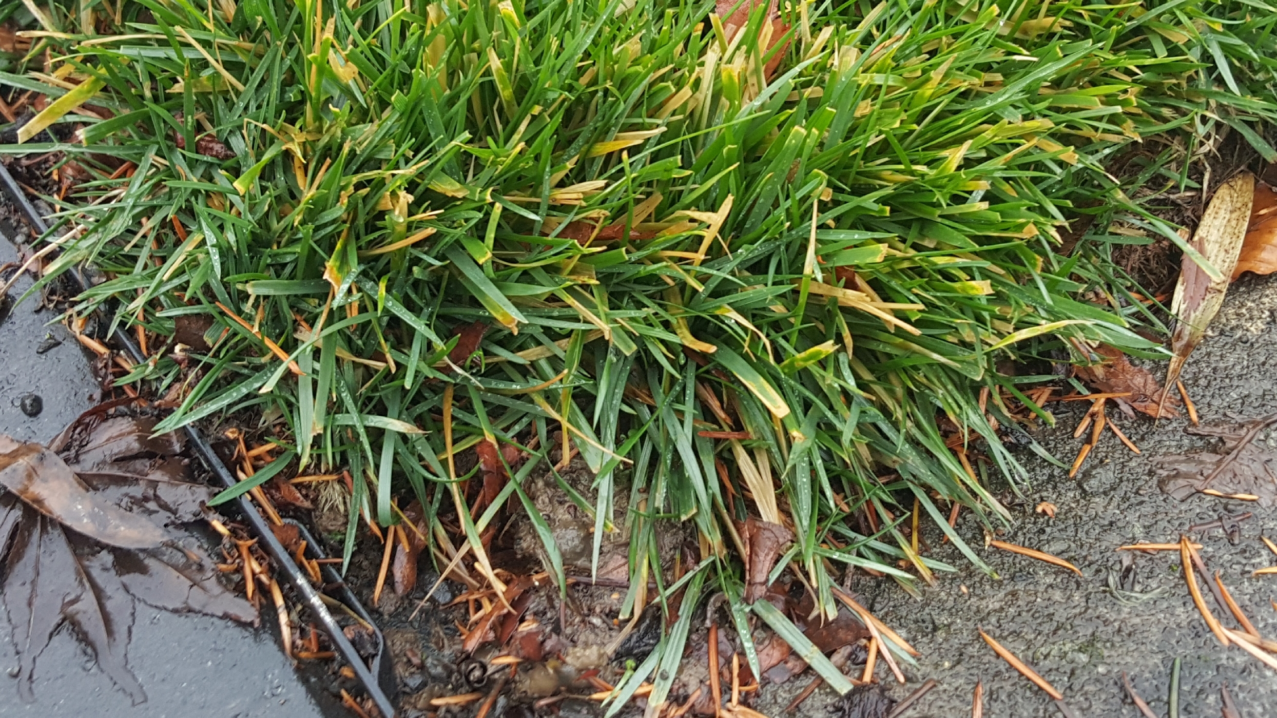 New Tall Fescue Lawn Yellow Leaves 539744 Ask Extension