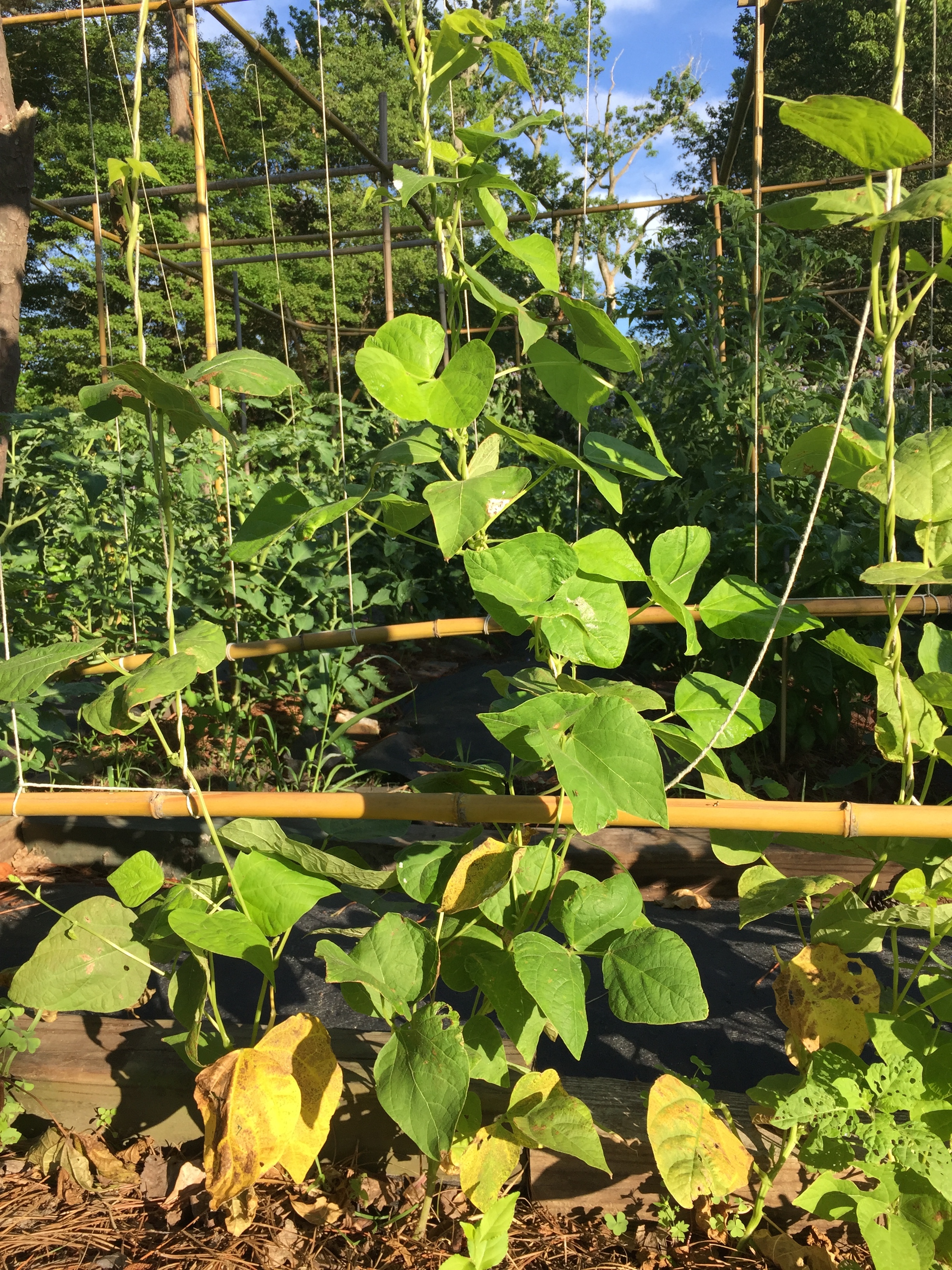 Bottom Leaves Turn Yellow And Brown On Pole Snap Beans Ask Extension