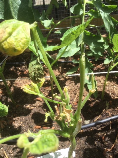 Brown spots on bush green bean plant leaves #659502 - Ask Extension