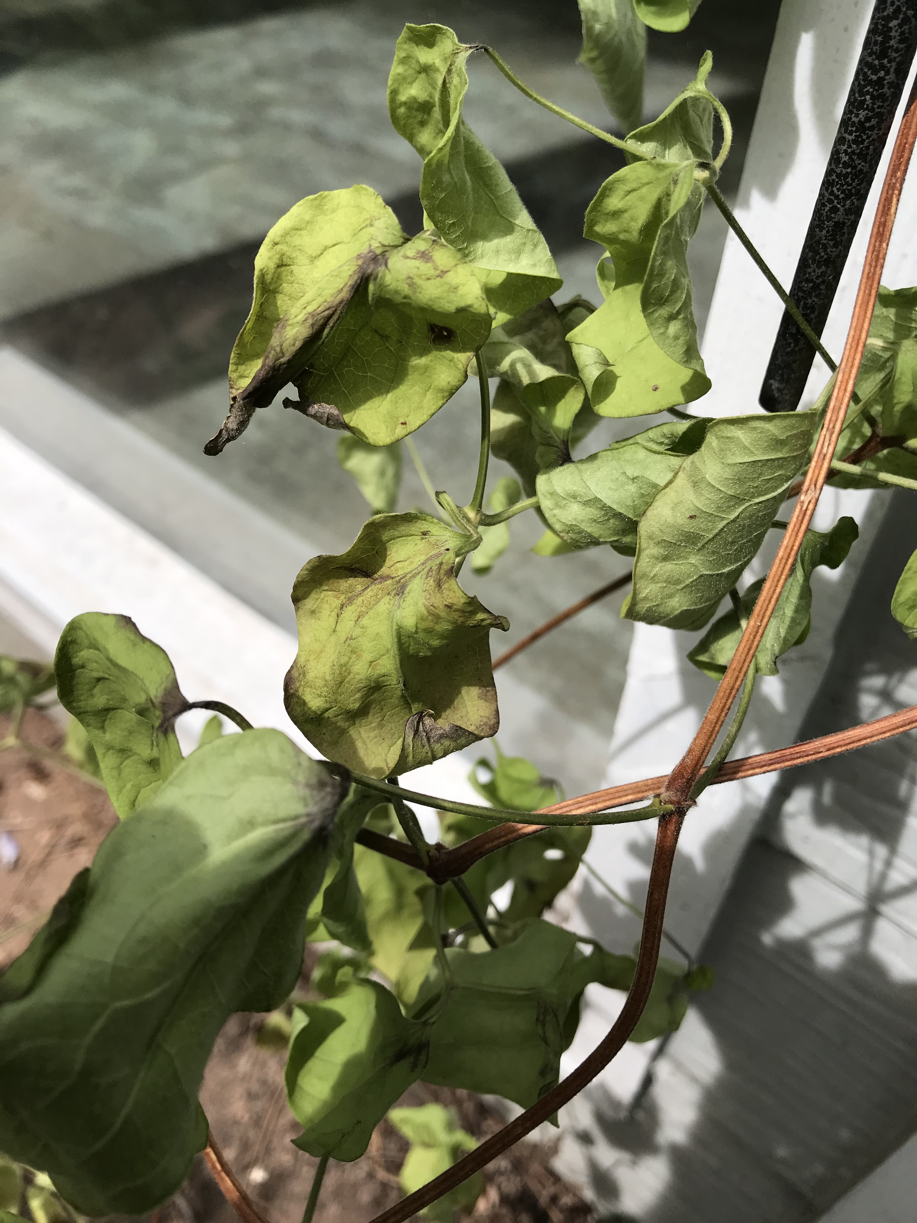 What's causing my clematis to wilt and what can I do about it? #657786 ...