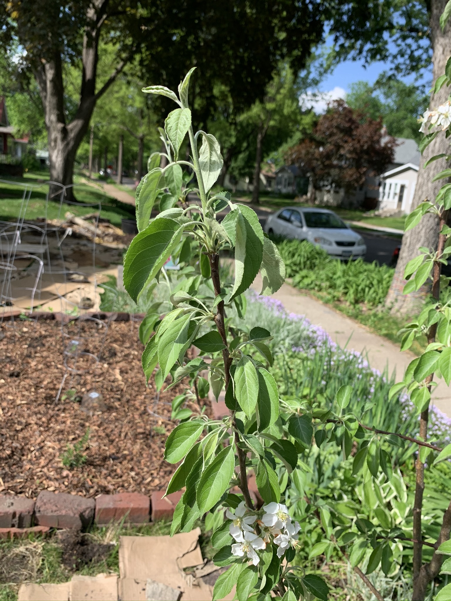 is-my-new-honeycrisp-apple-tree-wilting-unhappy-640813-ask-extension