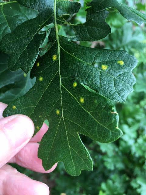 spots-on-oak-leaves-647410-ask-extension