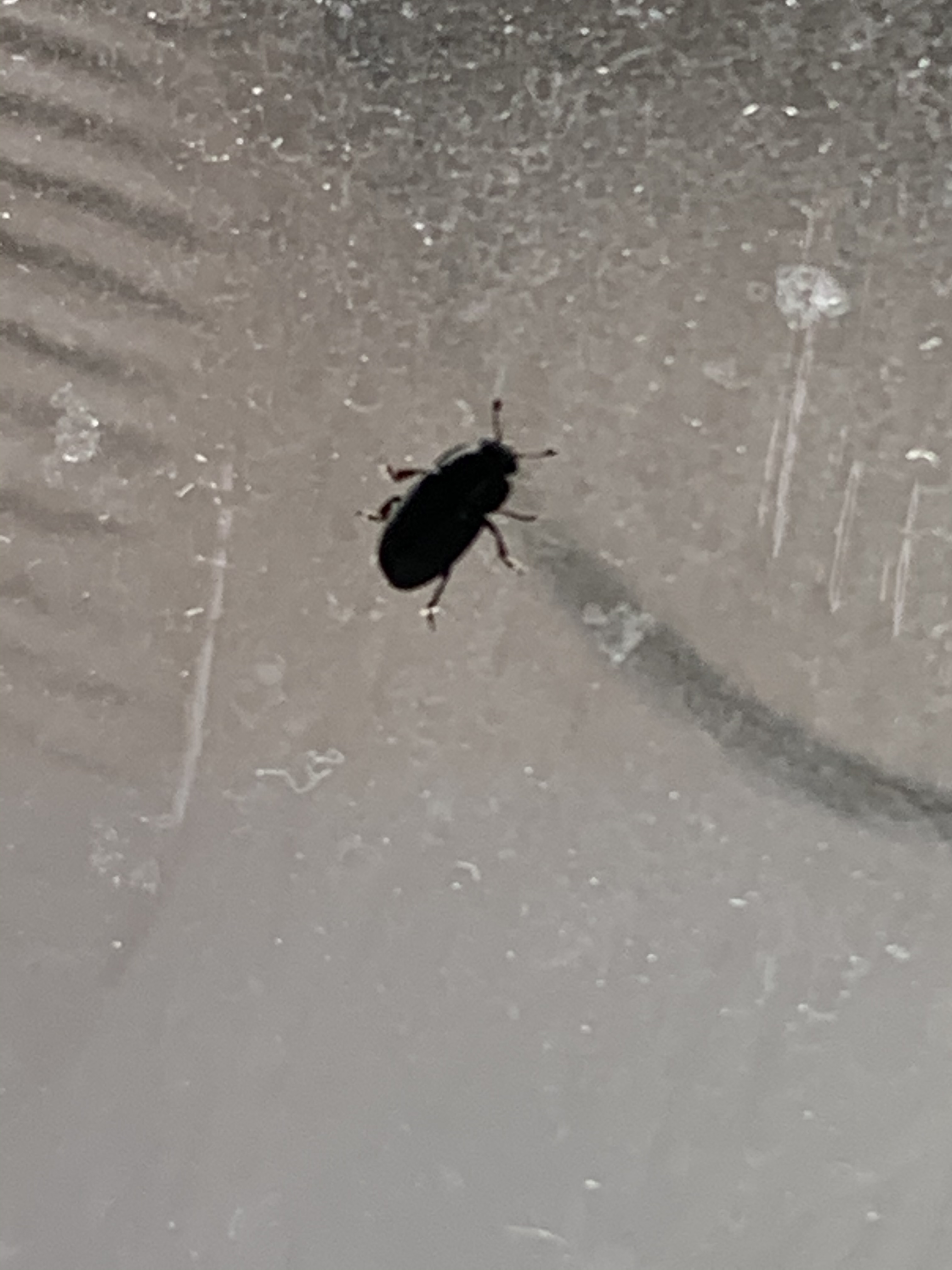 What are these beetles in my house? #621204 - Ask Extension