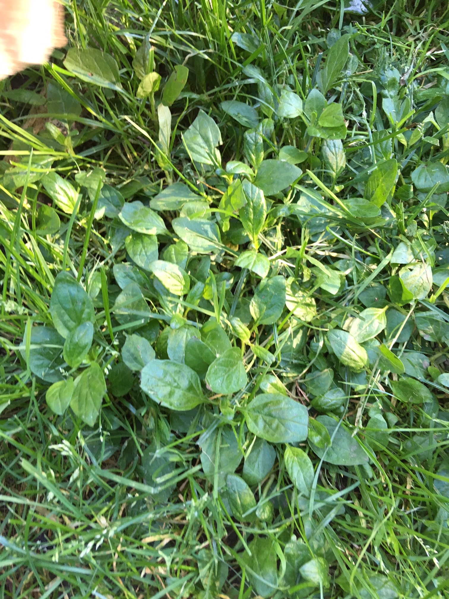 Oregon Weeds Identification