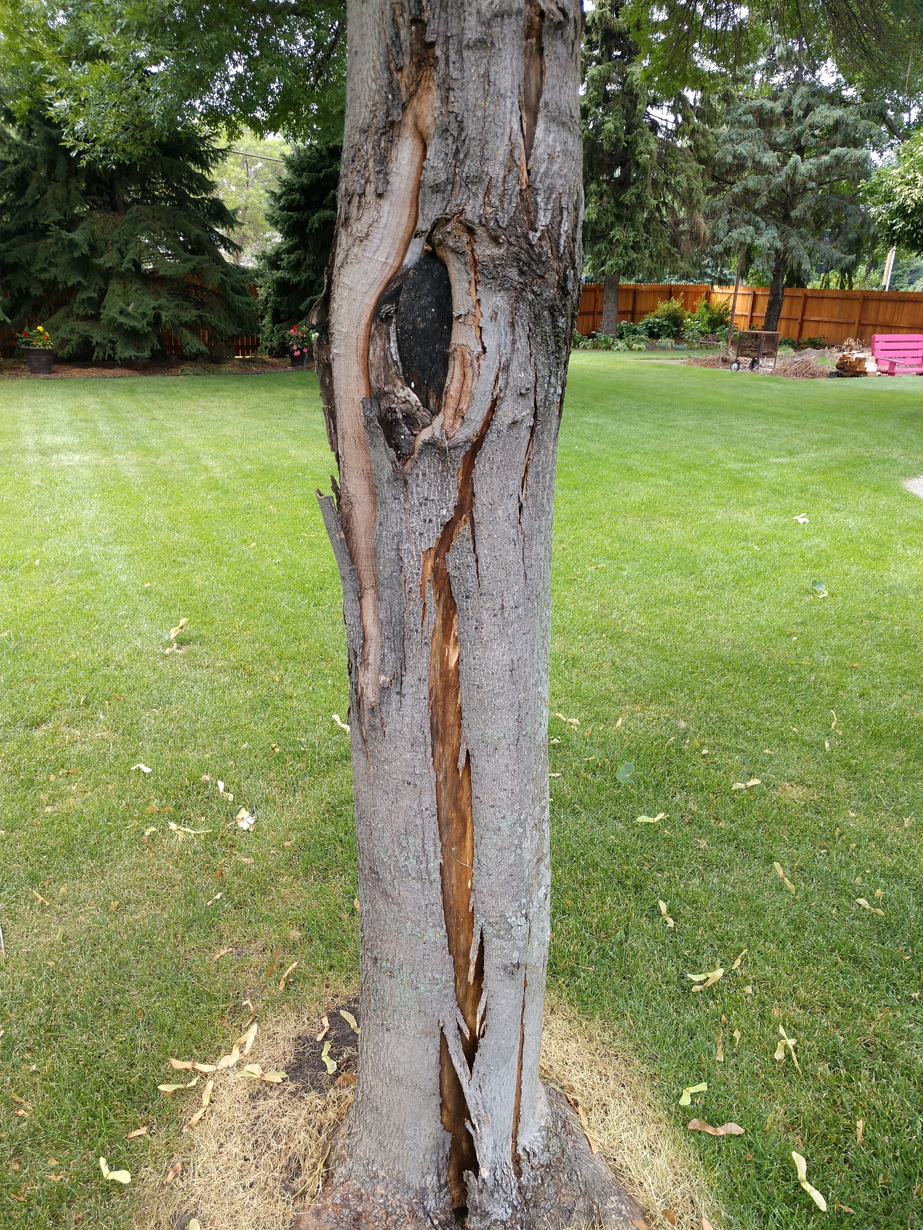 Norway Maple Bark Issue Ask Extension