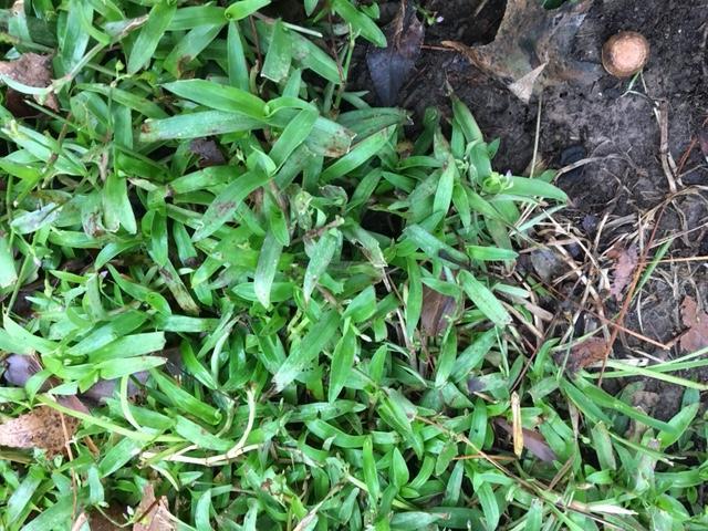 Doveweed 101: What Is It And How Do You Control It Barefoot Lawn Care ...