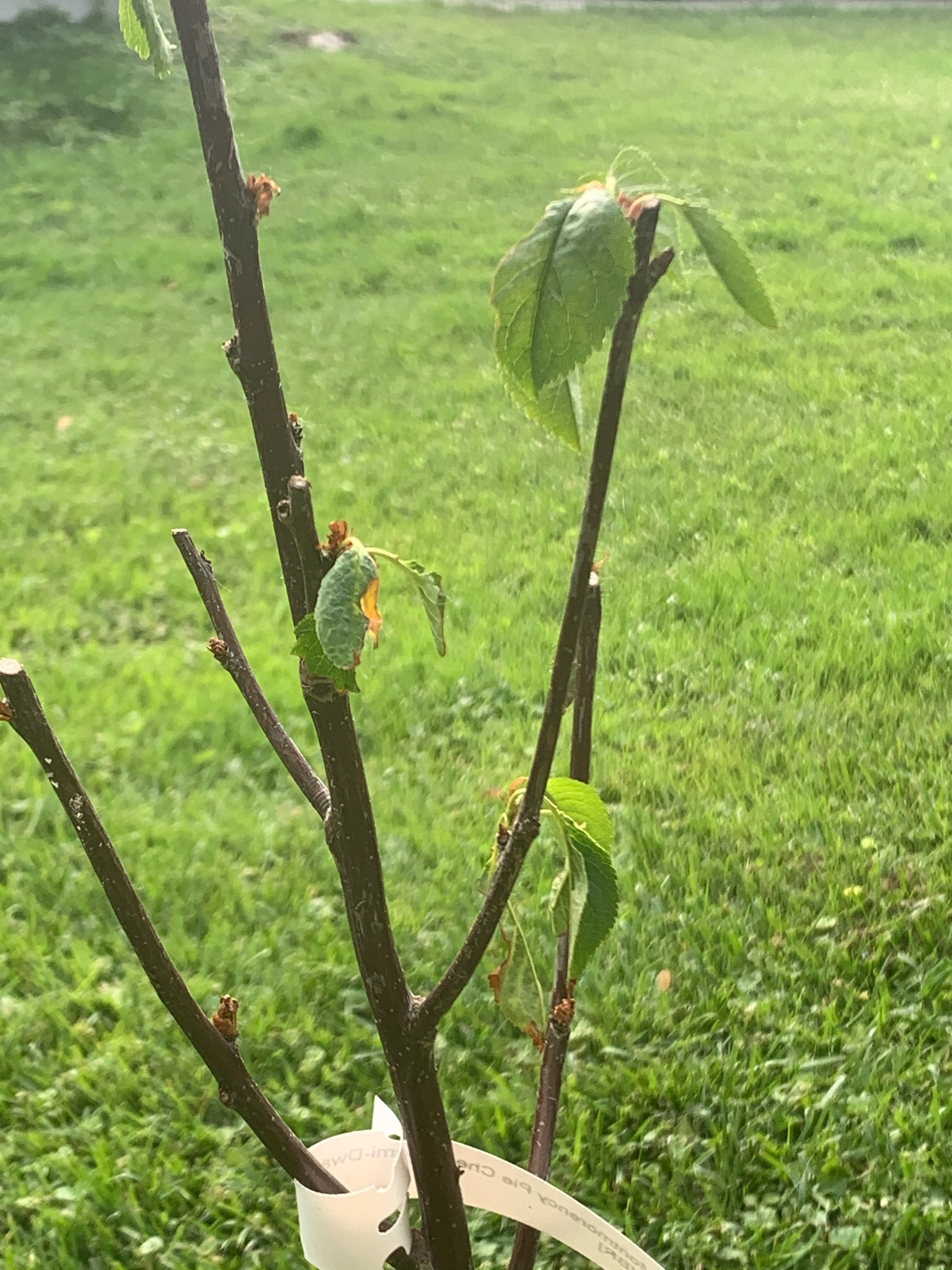 Montmorency Cherry Tree Struggling 648499 Ask Extension