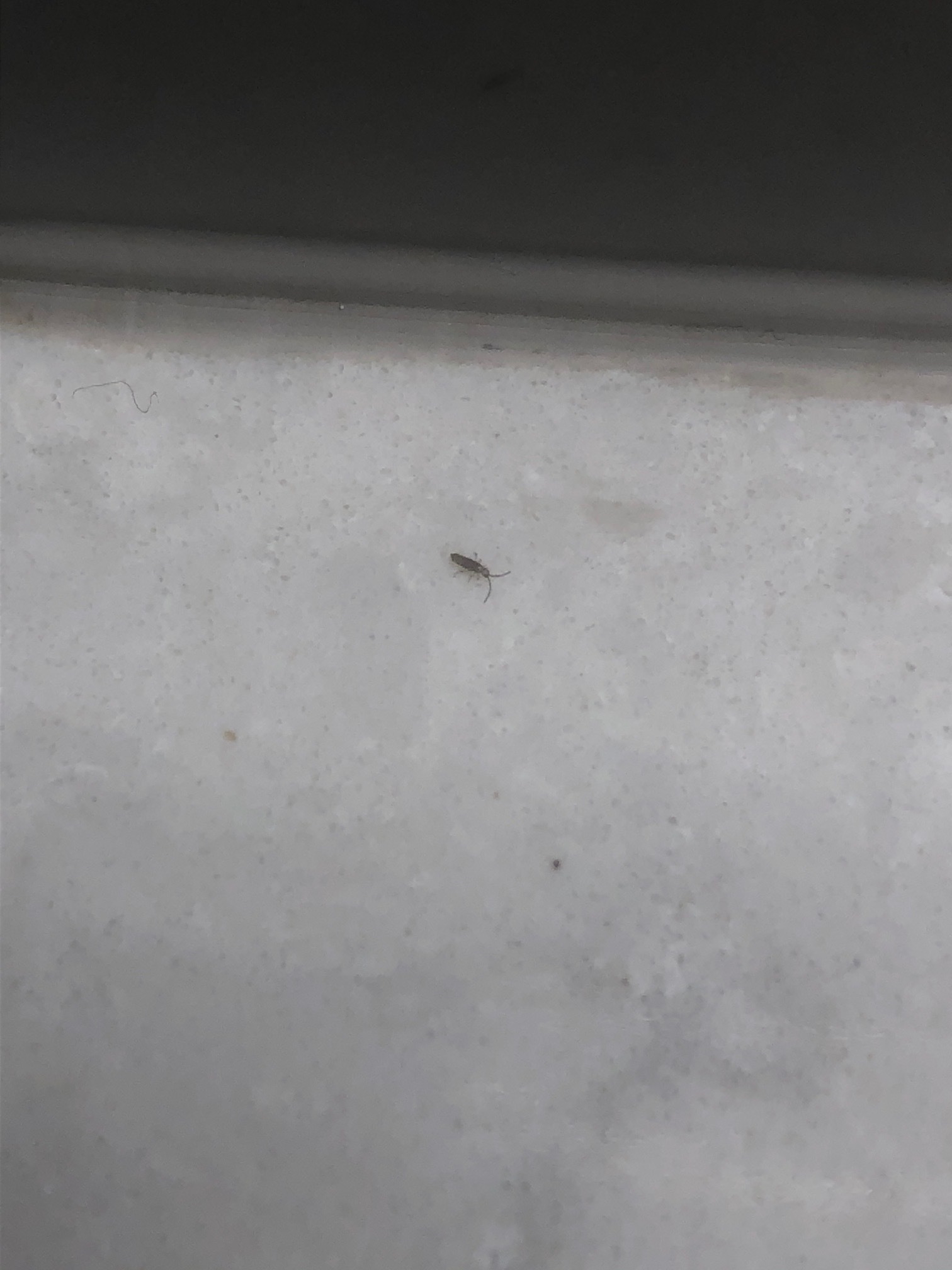 Tiny Insect on kitchen counters #659556 - Ask Extension