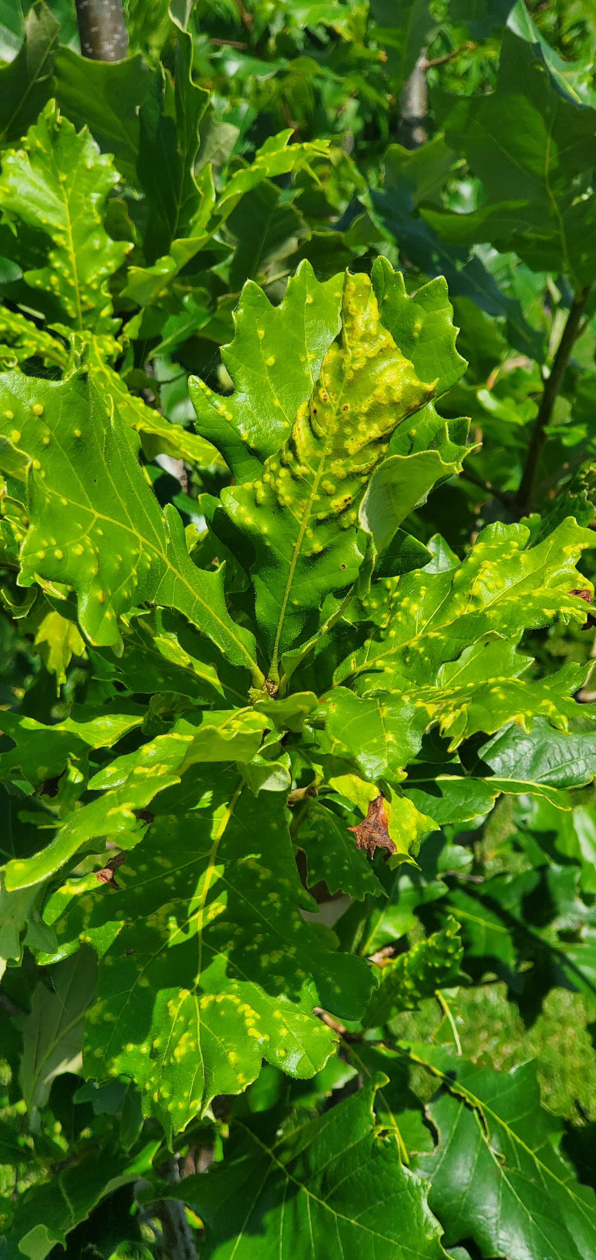 Are these apples safe to eat? #590949 - Ask Extension