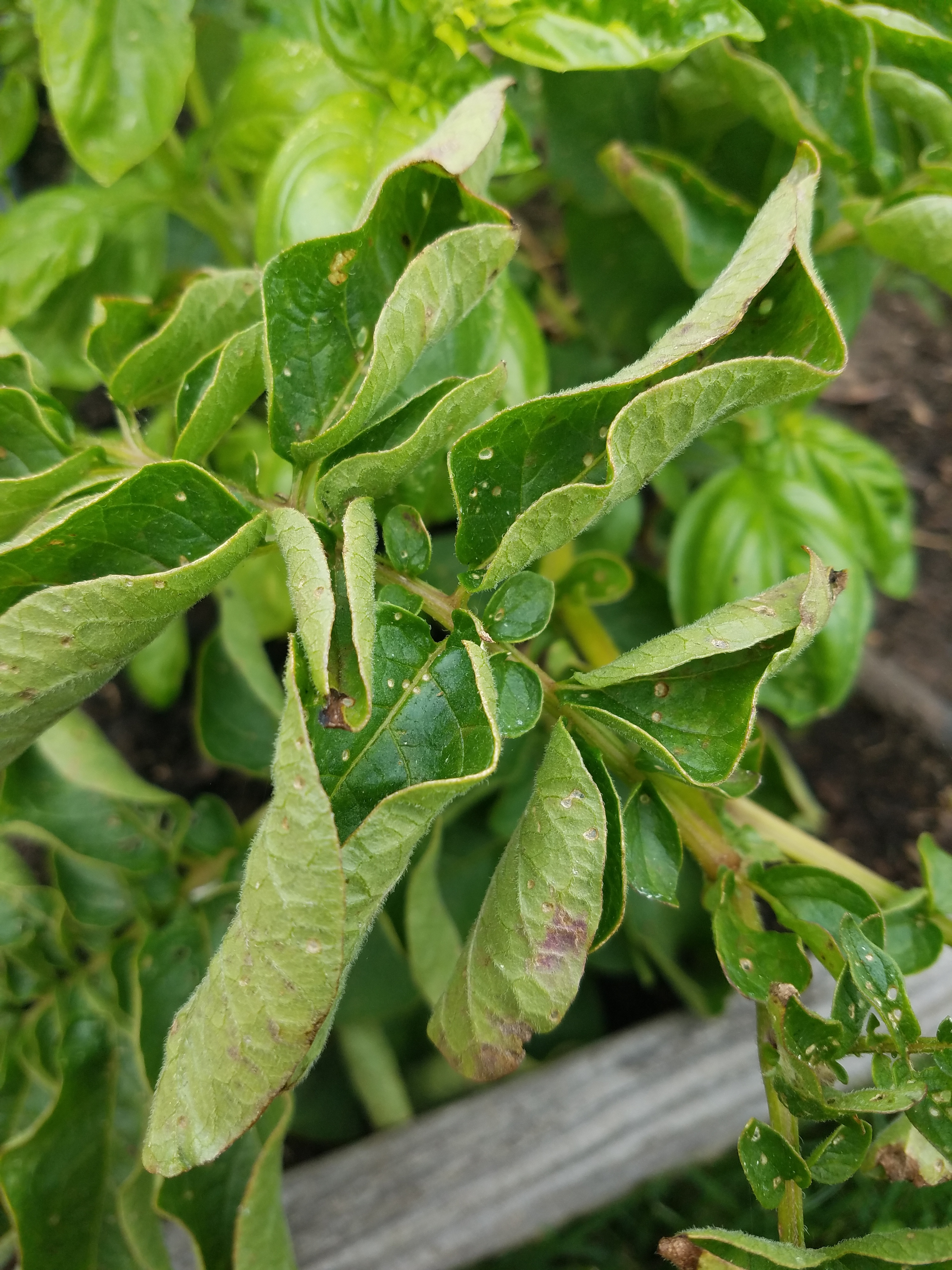 Curling Potato Leaves 6635 Ask Extension