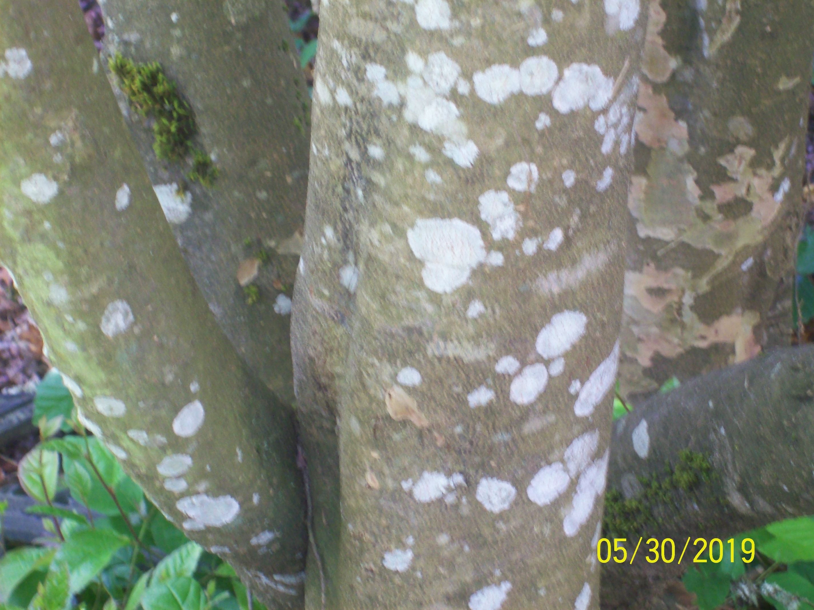 white-blotches-in-tree-trunk-574141-ask-extension