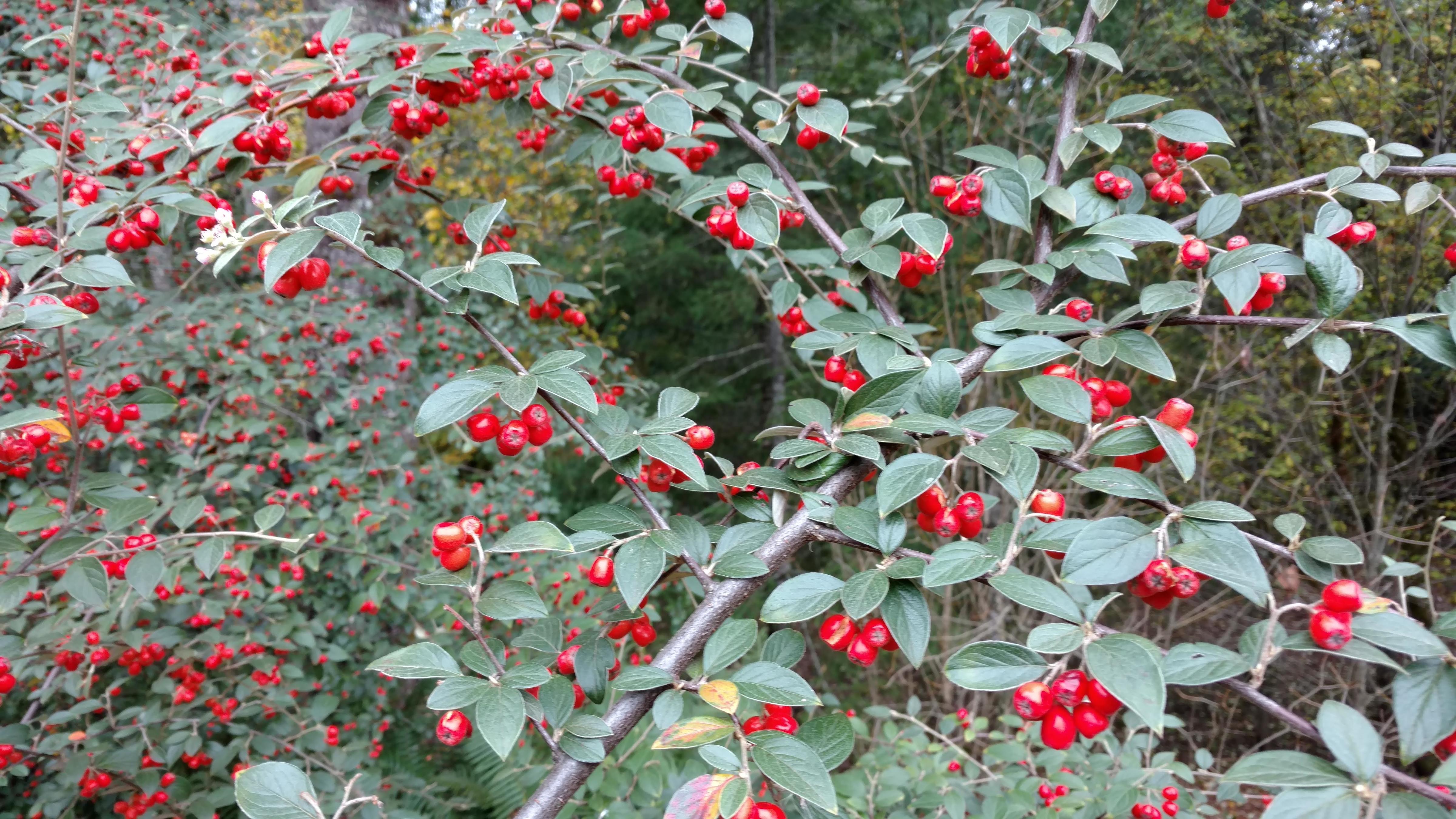 Bush With Bright Red Berries What Is It 493316 Ask Extension