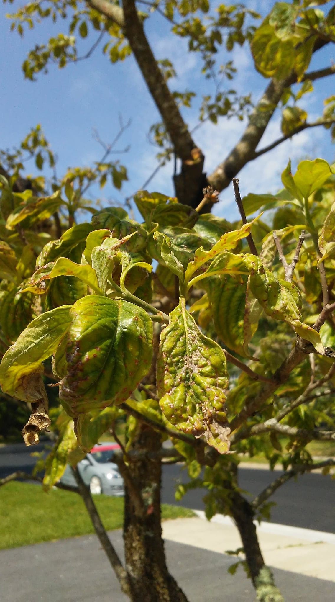 Diseased Dogwood Tree #645892 - Ask Extension