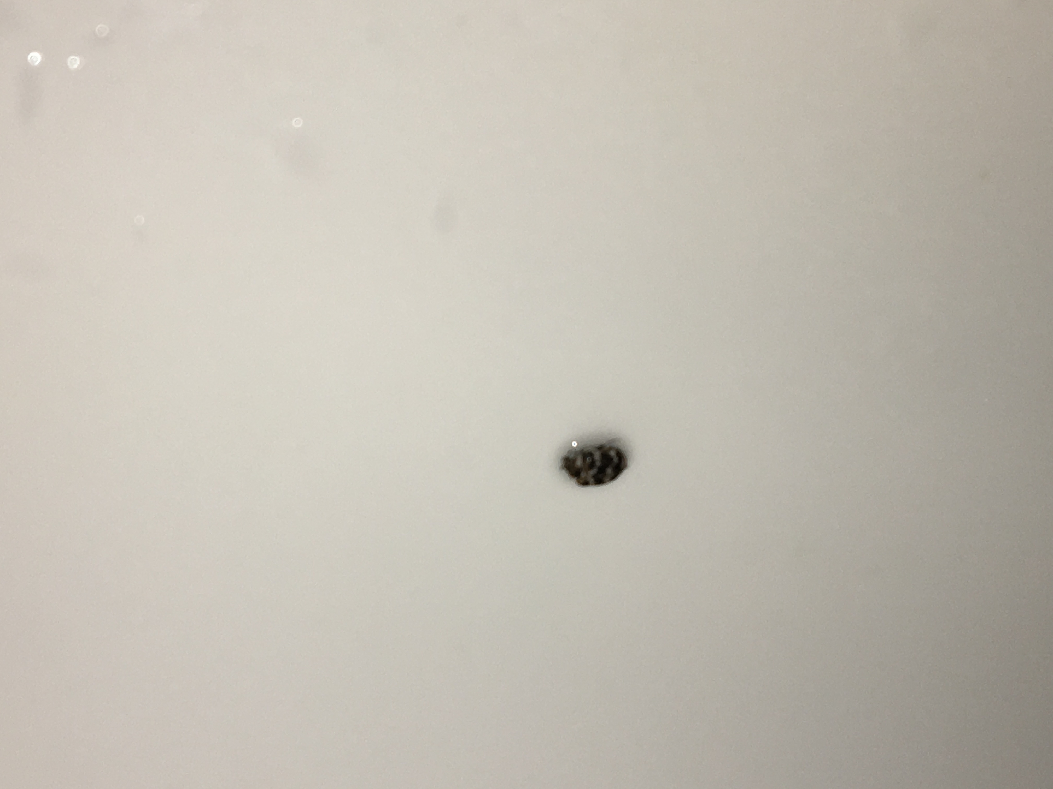 tiny-beetles-in-my-bathroom-545535-ask-extension