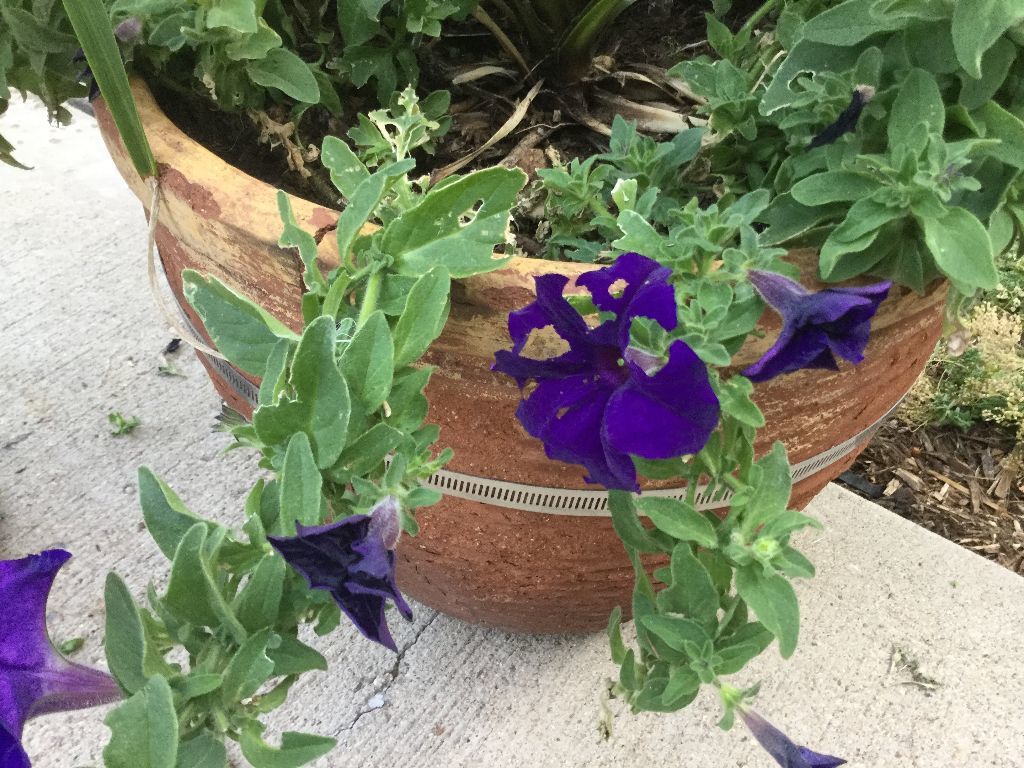 what-s-eating-my-petunias-gardendaze-petunia-plant-petunias-next