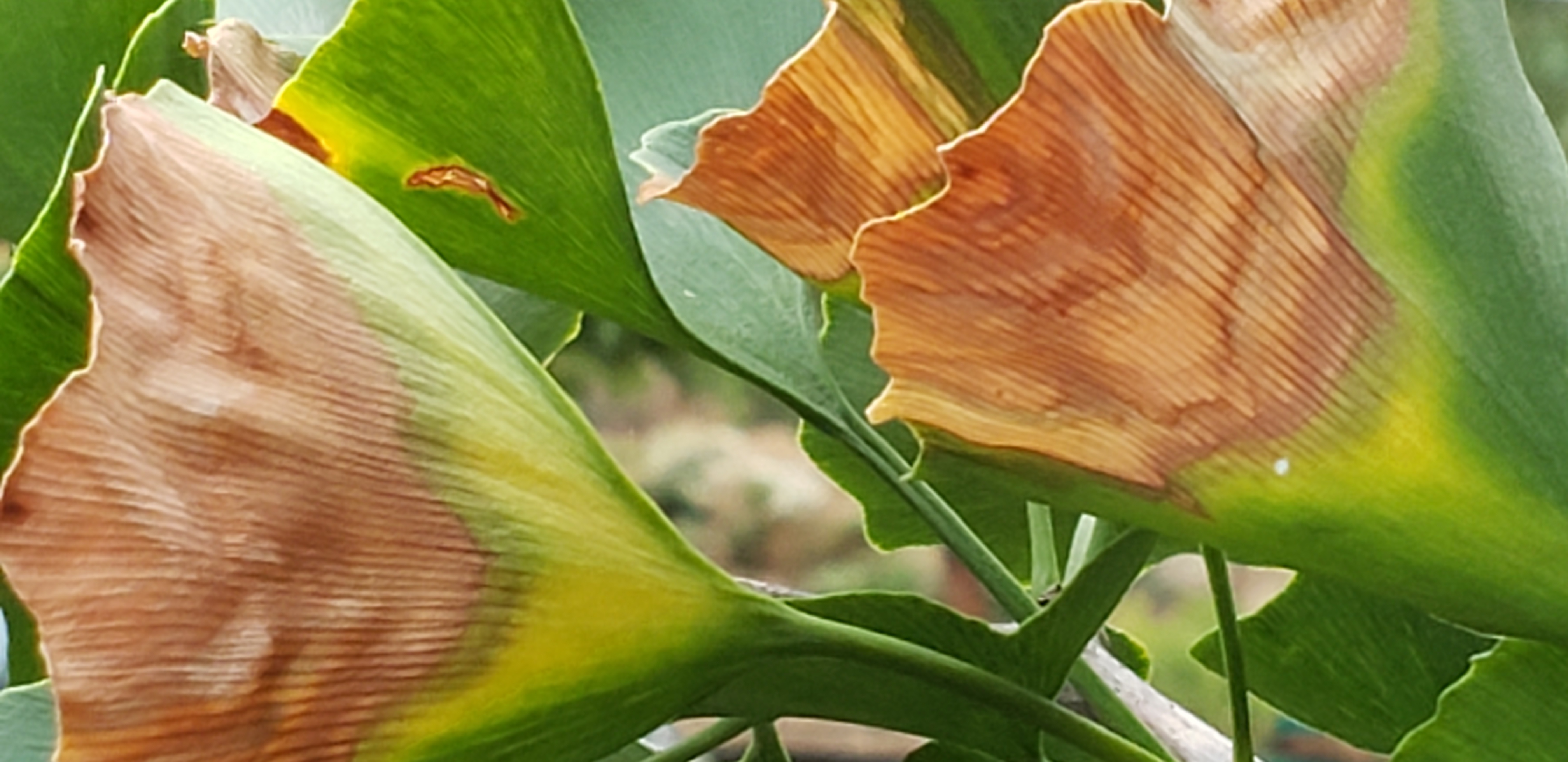 Leaf discoloration on new Gingko tree #596263 - Ask Extension 