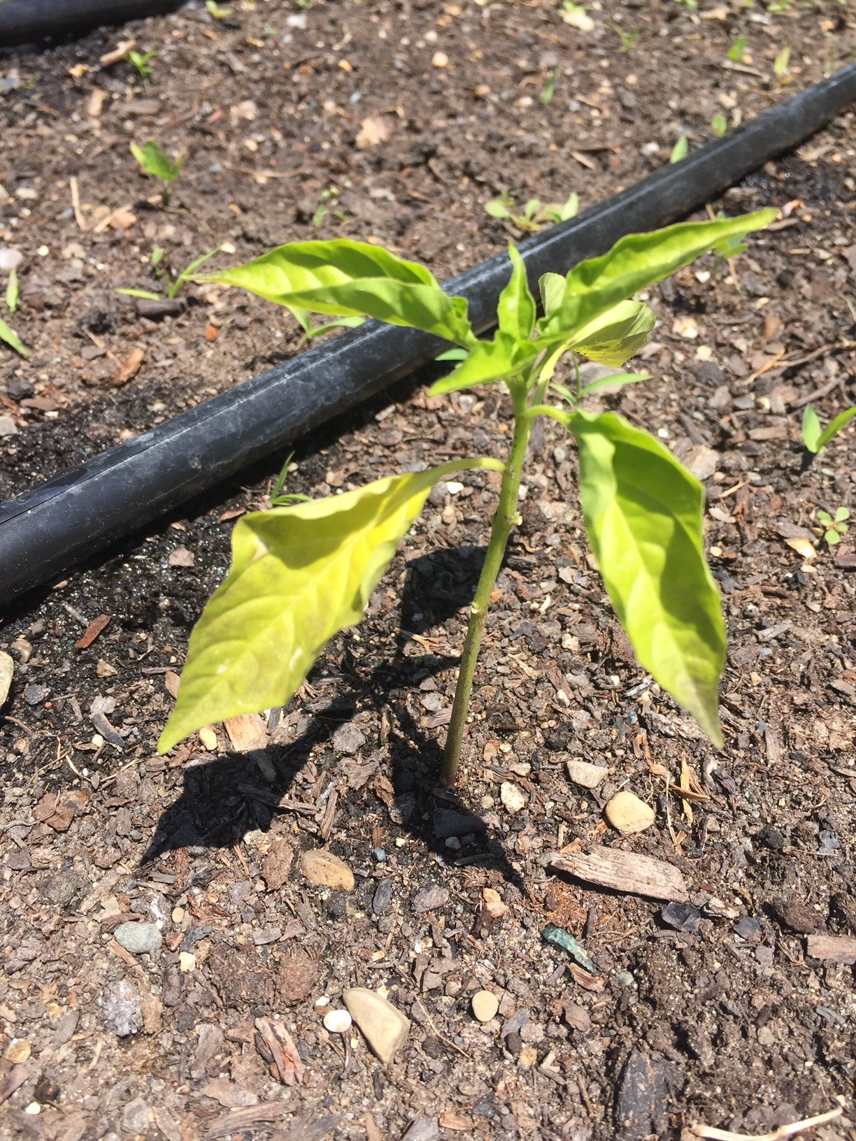 pepper seedlings turning yellow after planted #652280 - Ask Extension