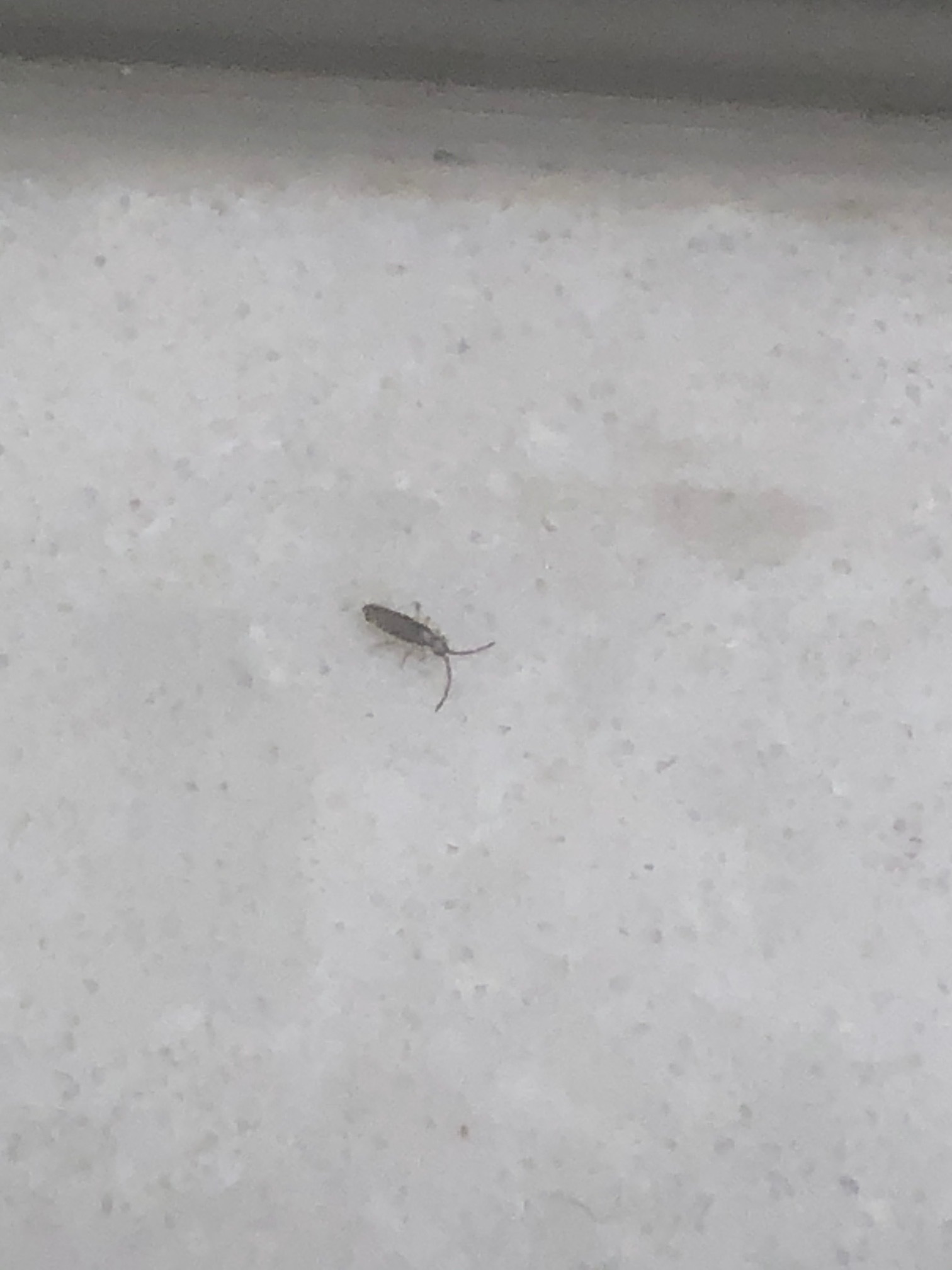 Tiny Insect on kitchen counters #661674 - Ask Extension