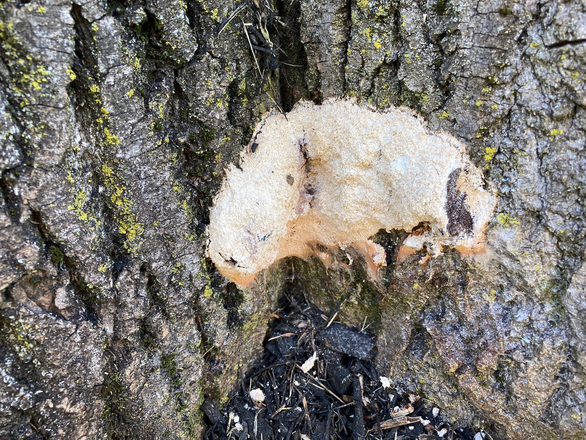 How To Get Rid Of Mold On Tree Trunk