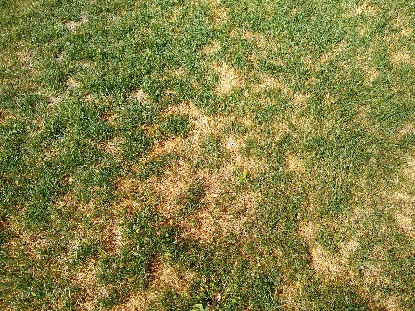 Diagnosing dead spots in lawn #645884 - Ask Extension