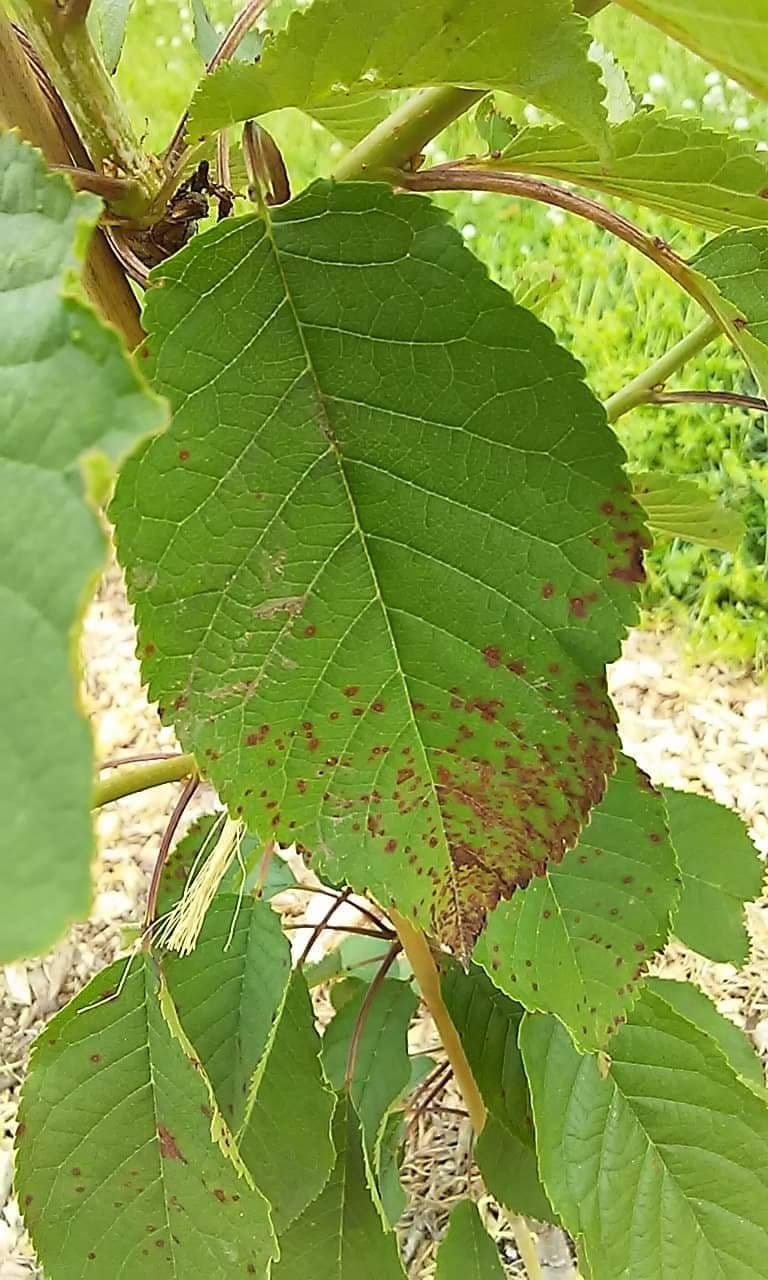 Disease in Lapins Sweet Cherry Tree #645585 - Ask Extension