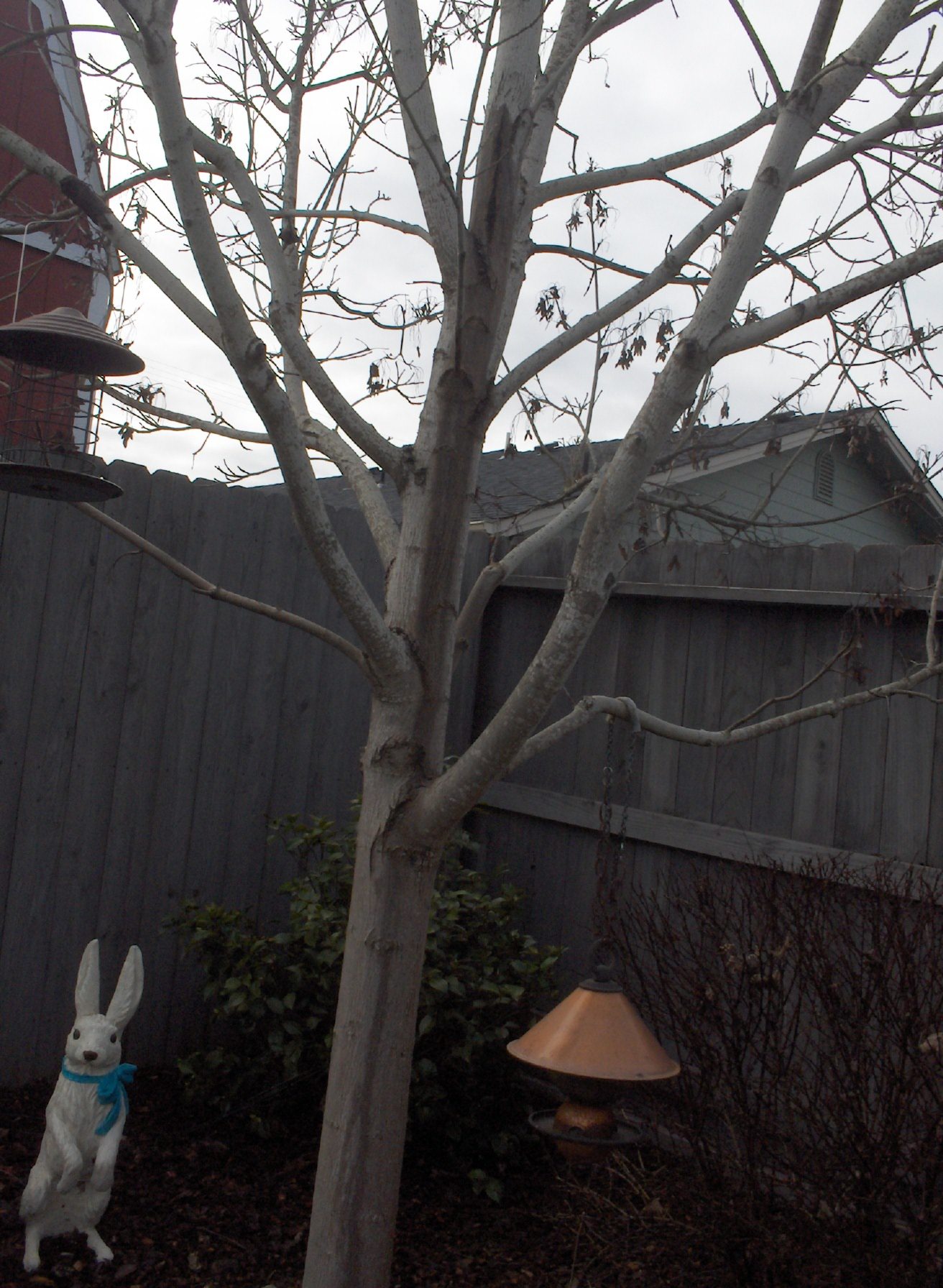 Bleeding Canker On Maple Tree 541631 Ask Extension