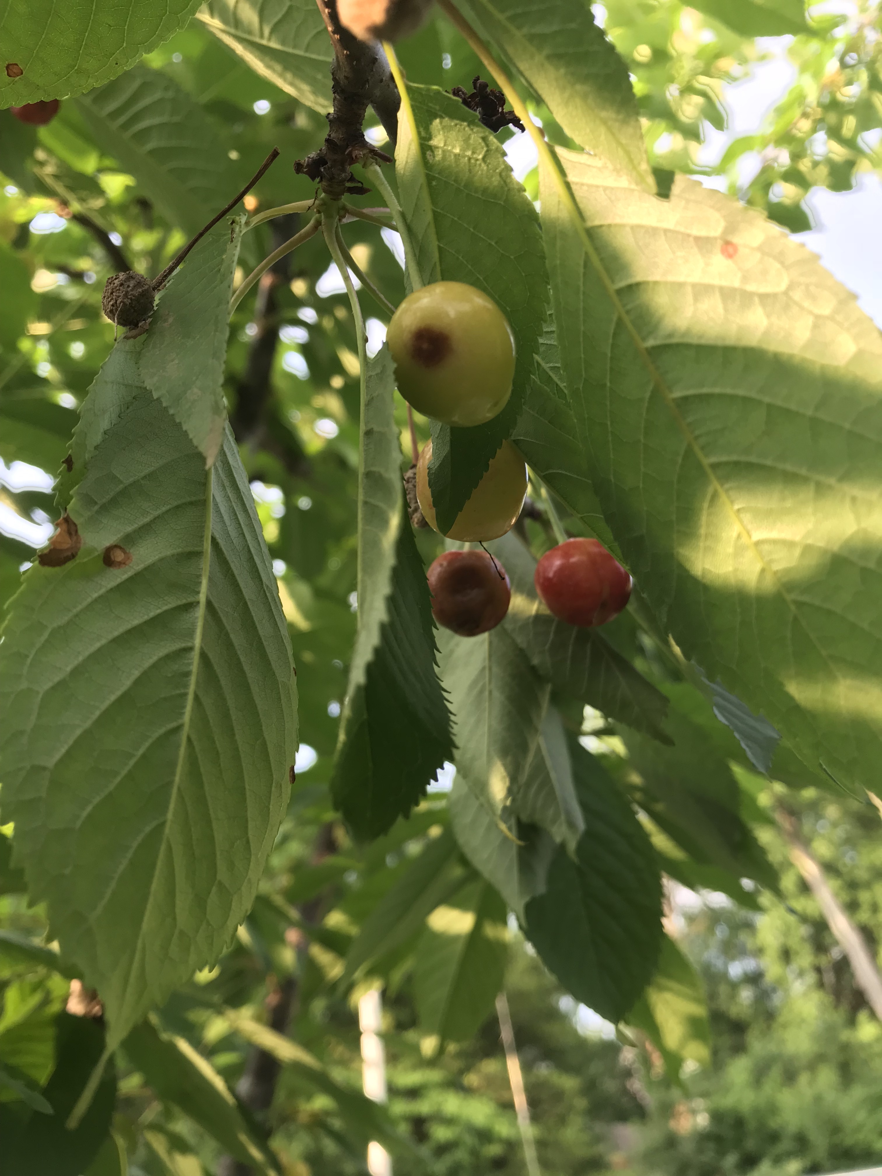 Fungus on Black Gold cherry tree fruit #563729 - Ask Extension