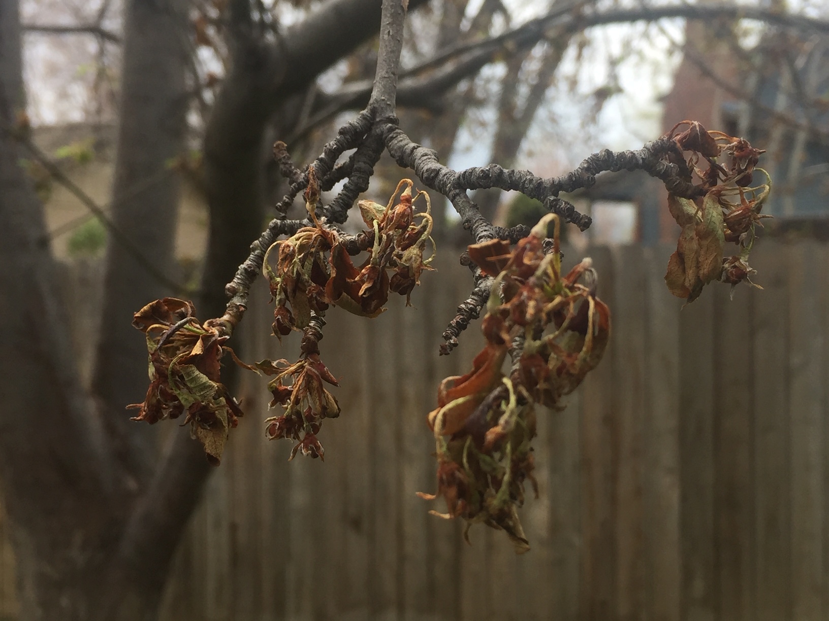 Non Fruit Bearing Crabapple Trees - Best Types Of Crabapple Trees For Your Yard Better Homes Gardens : The flowers are borne in alternate years, blooming heavily every other year.