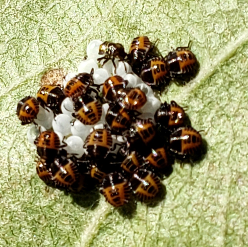 Ladybug pupa? #657868 - Ask Extension