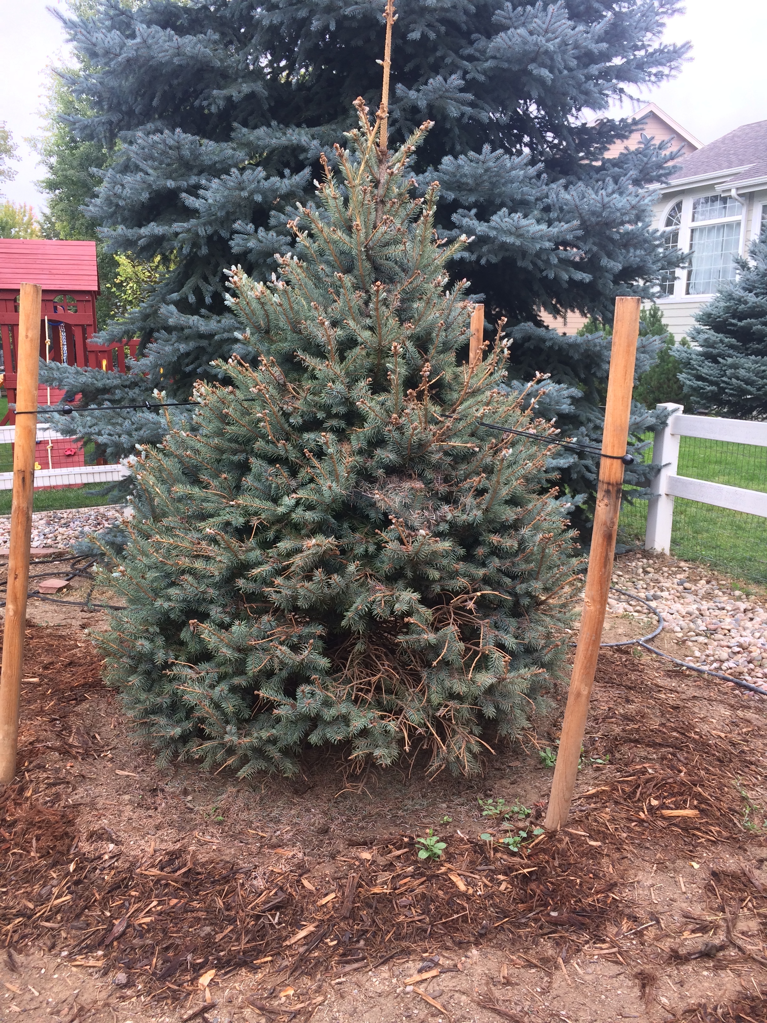 Baby Blue Eyes Spruce Lower Branch Damage Ask Extension