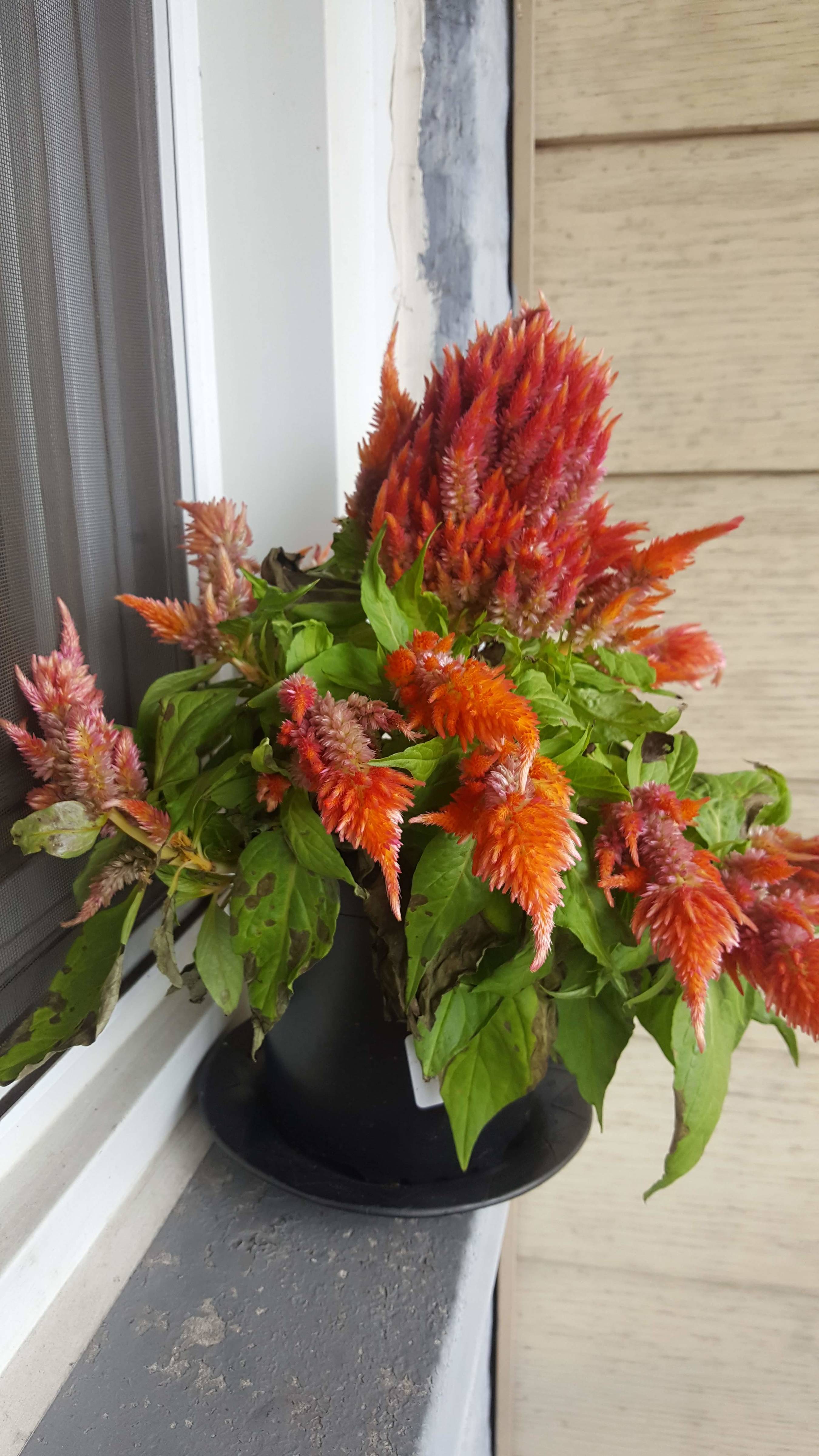 Celosia Plumosa Leaves Wilting And Browing Ask Extension