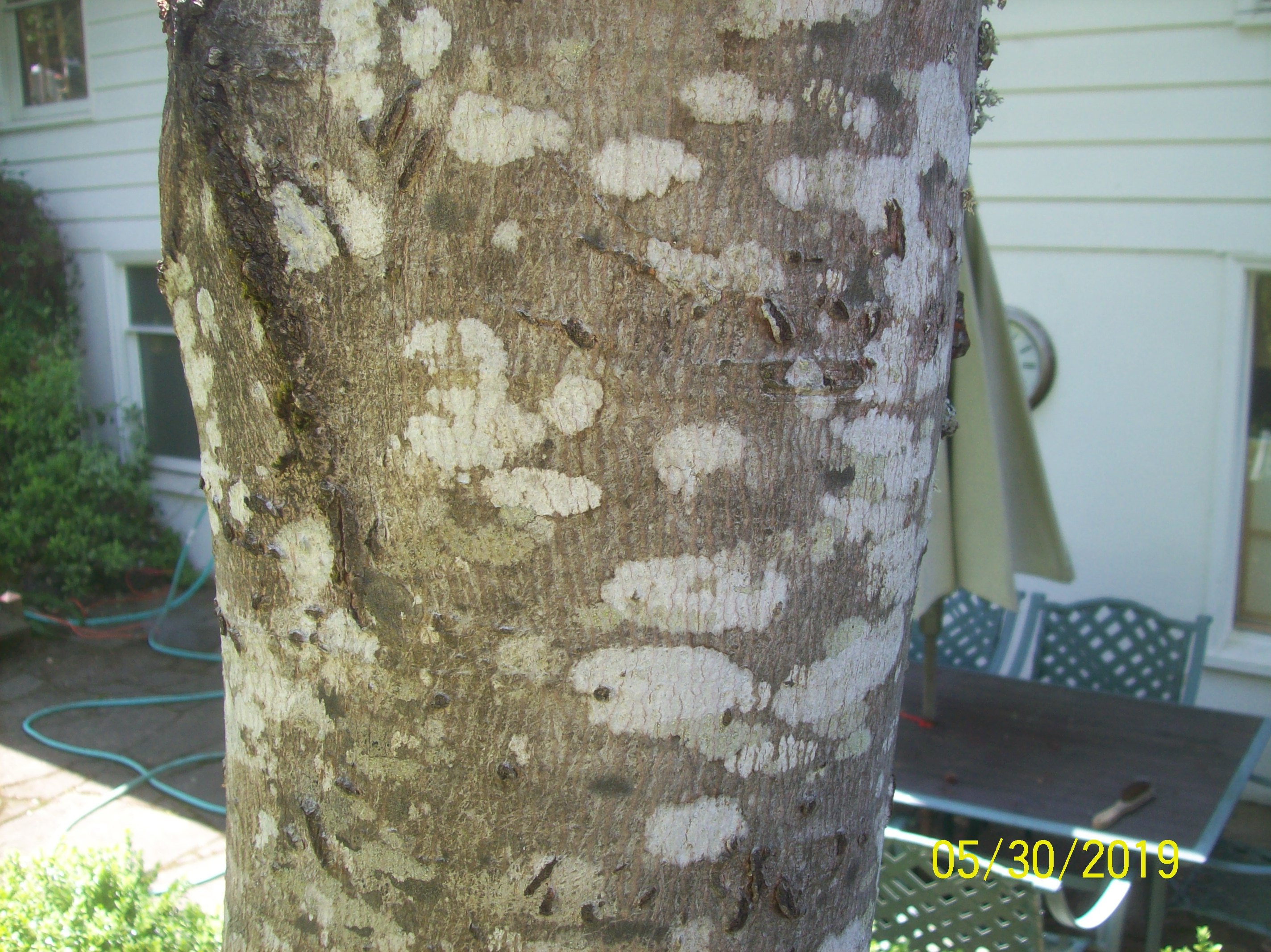 white-blotches-in-tree-trunk-574141-ask-extension