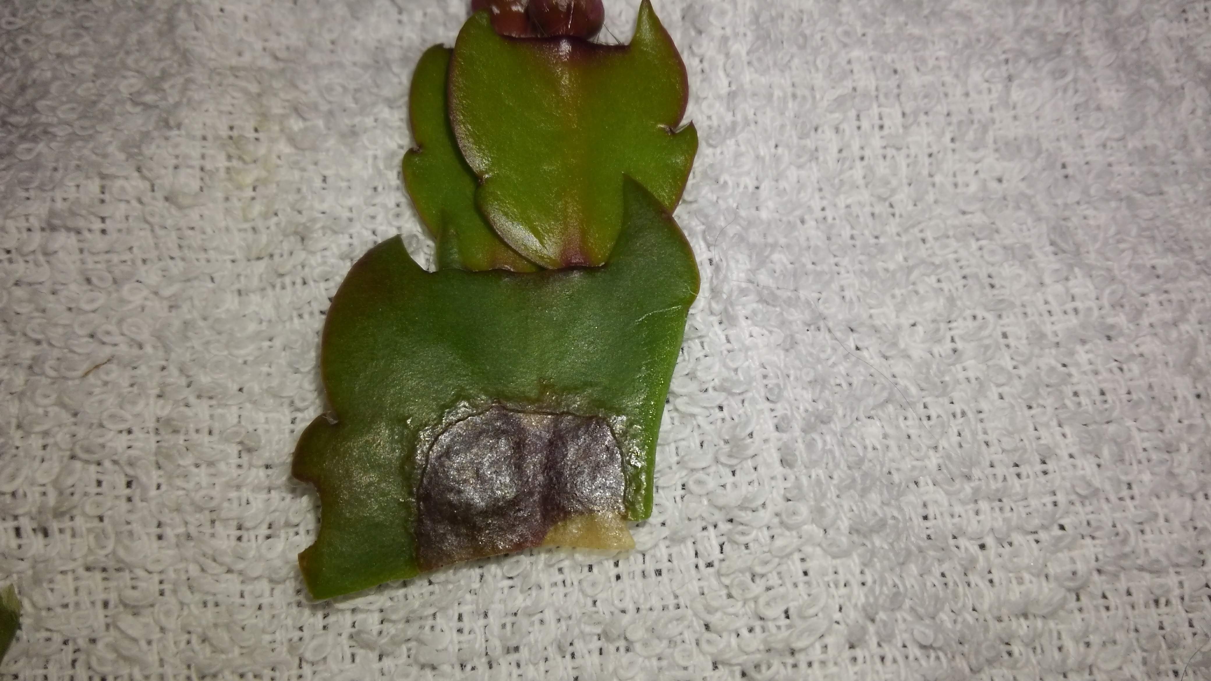 Dark spot of leaf on Christmas Cactus #494150 - Ask Extension