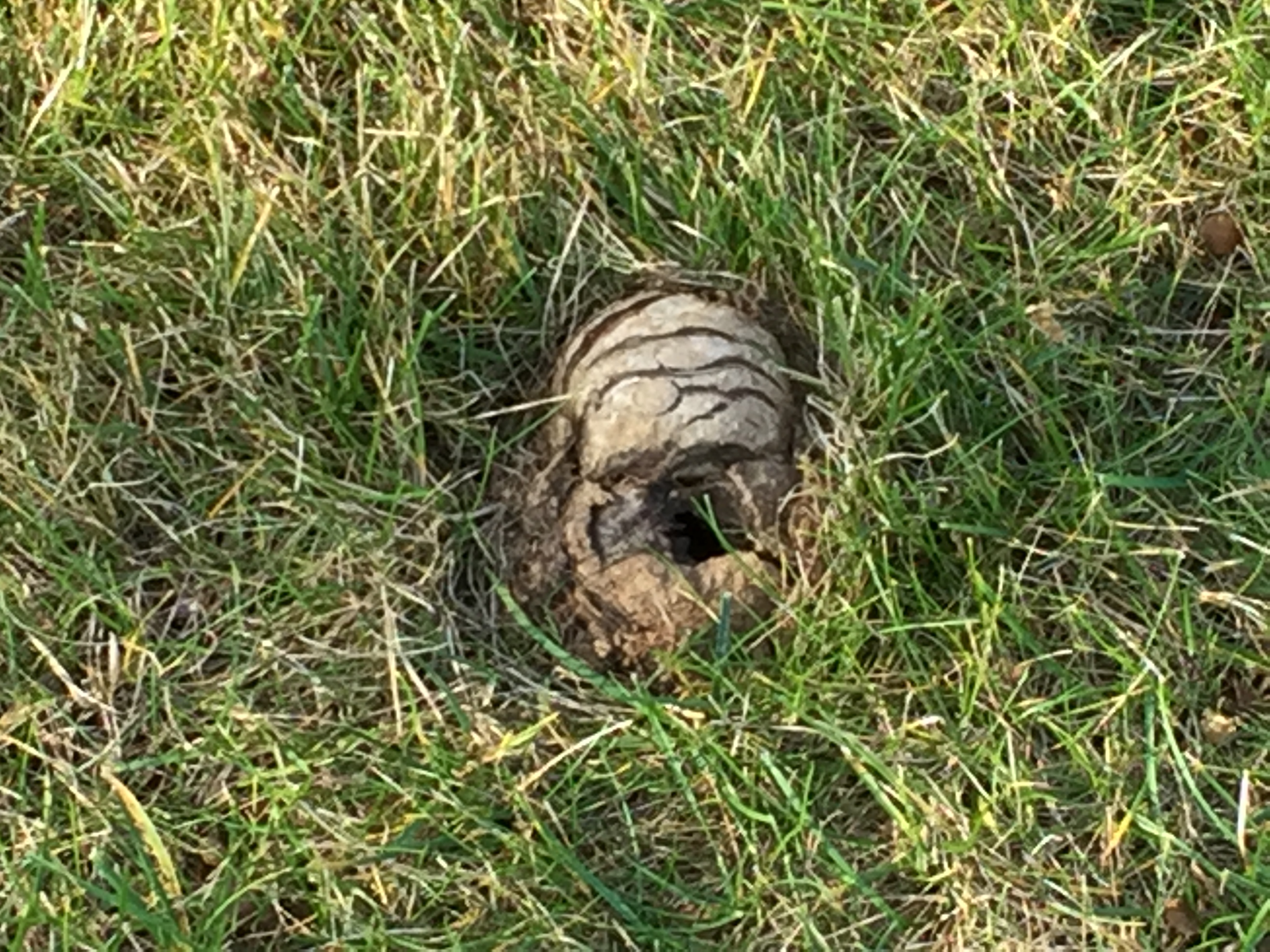 Hard Round Mushroom or Fungus on lawn 493821 Ask Extension