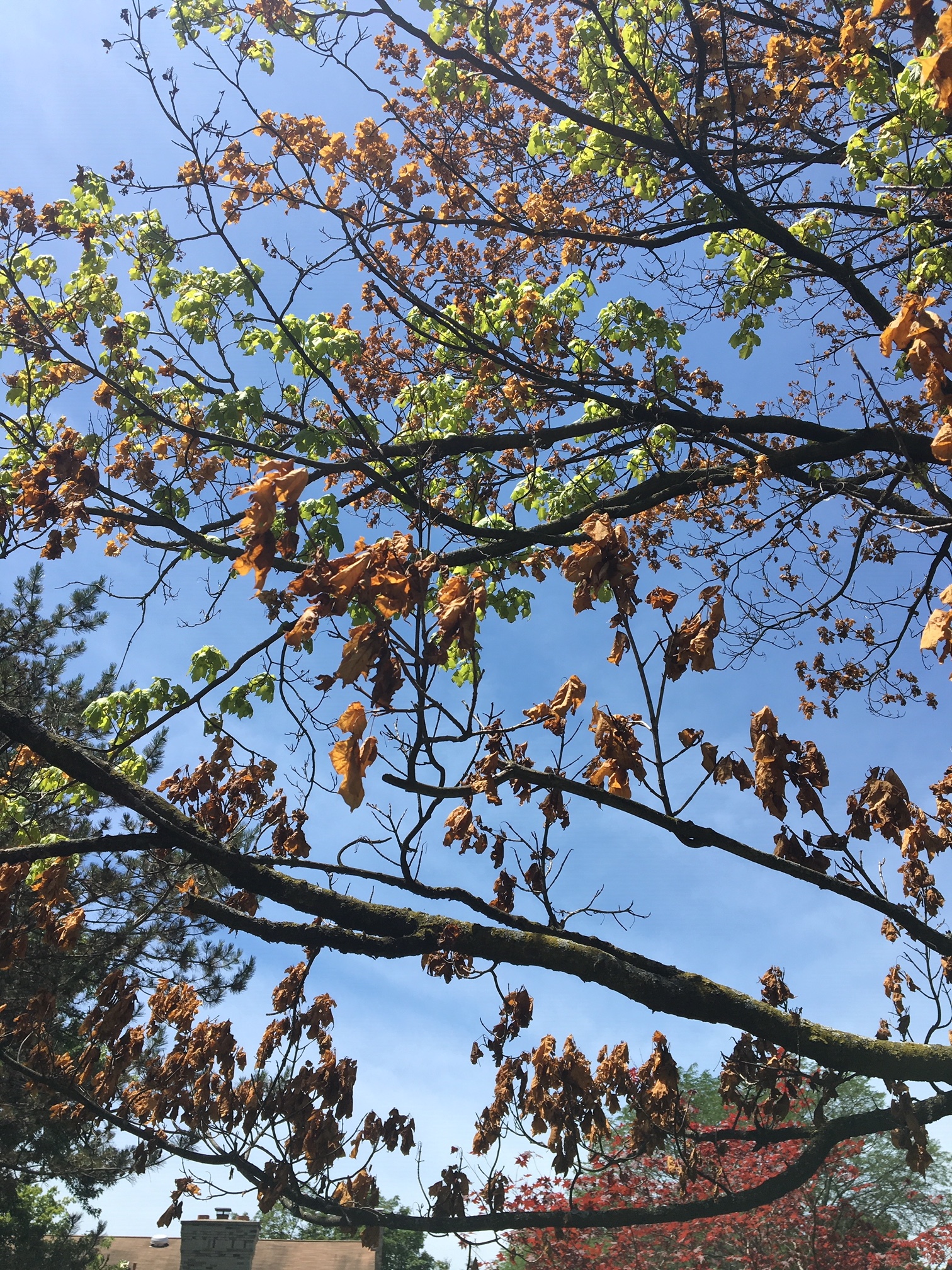 Maple Tree dying #575587 - Ask Extension