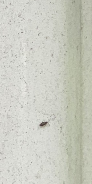 Tiny black bugs all over the wood of my house #630483 - Ask Extension