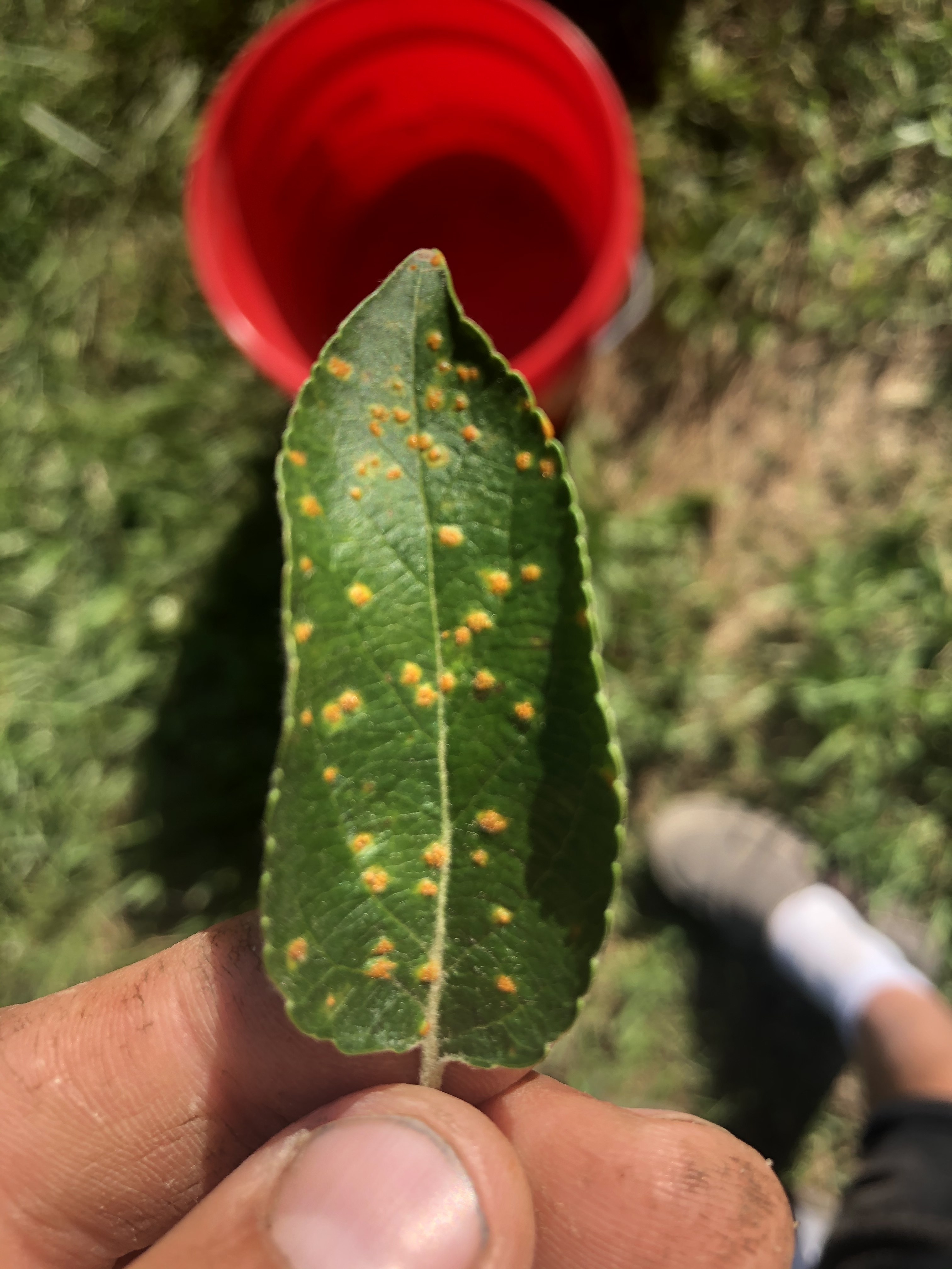 species-identification-what-are-these-caterpillars-eating-a-potato