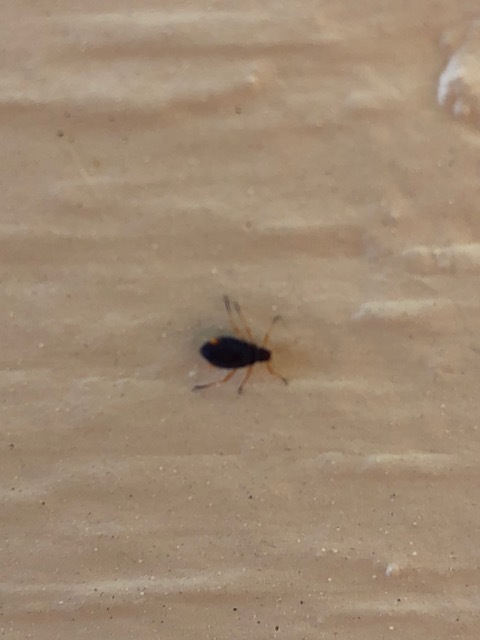 What kind of bugs are these? #485837 - Ask Extension