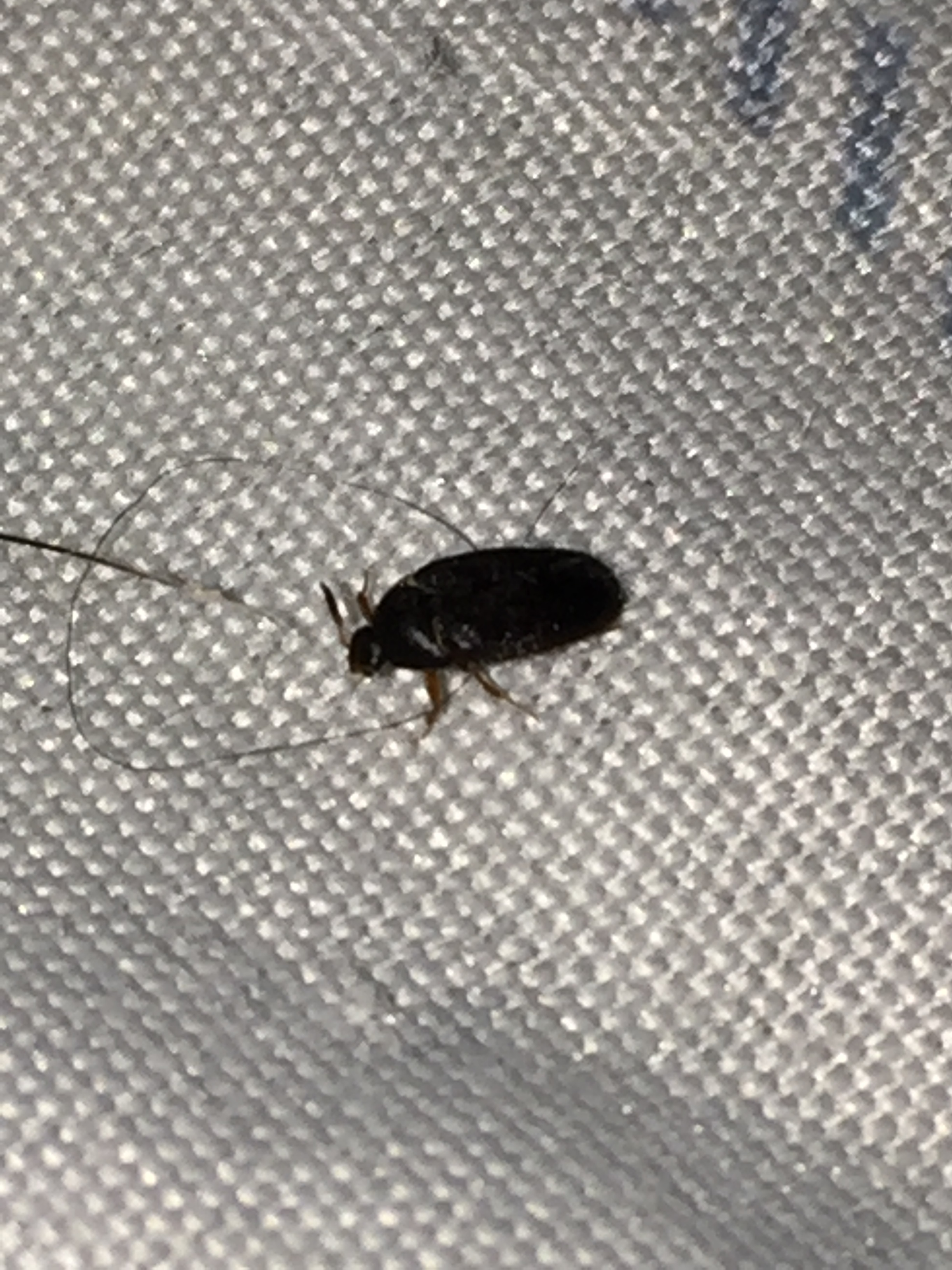 I keep finding this tiny beetle on bed once a day #573575 - Ask Extension