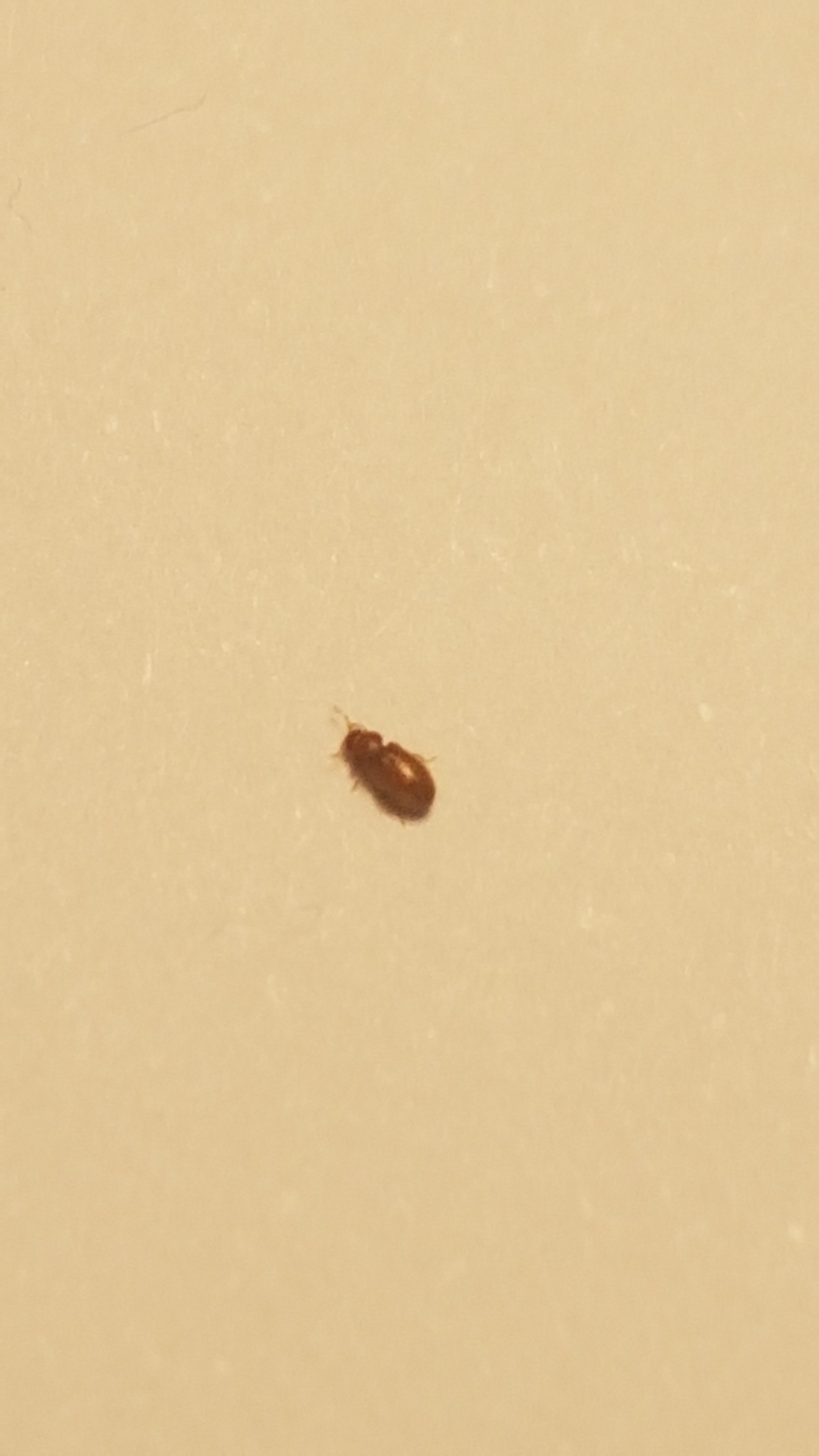 Bedbug or booklice? #594911 - Ask Extension