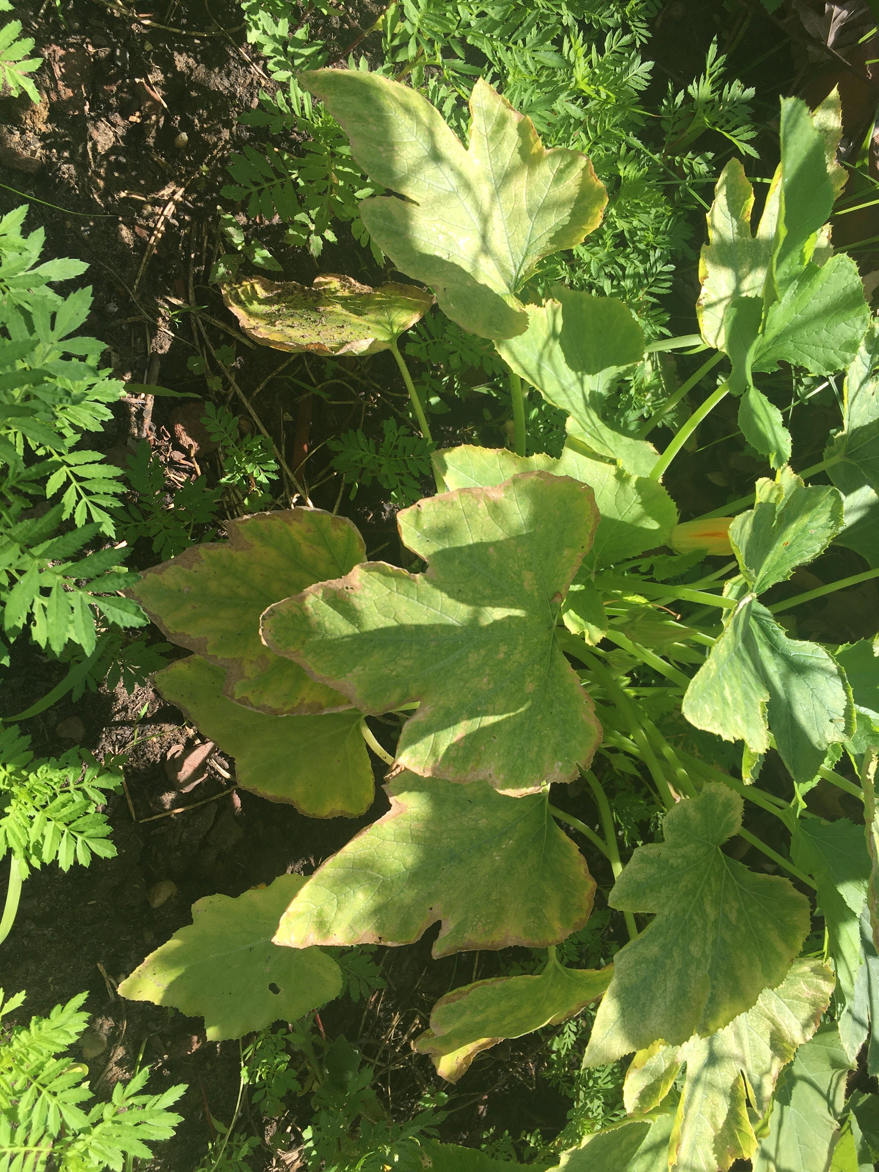 Why Are Squash Leaves Yellowing 658038 Ask Extension